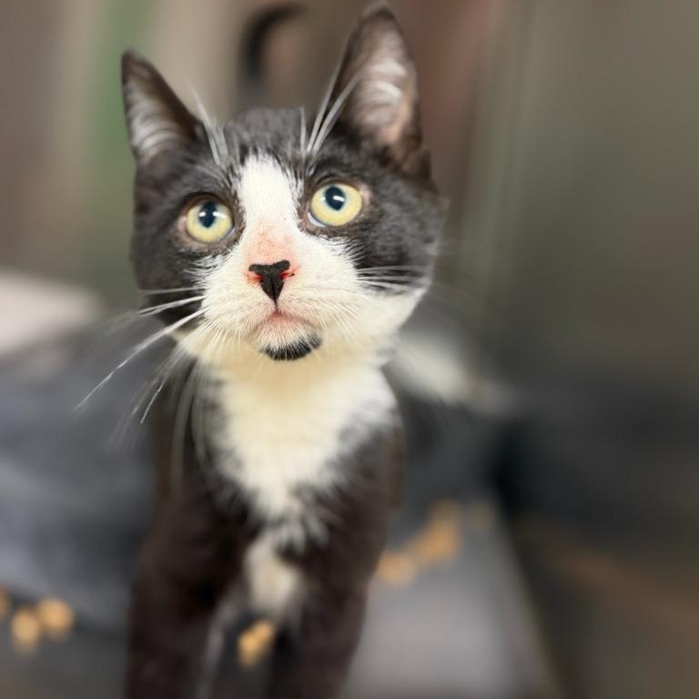 Crawlspace Carl, ADOPTABLE, Young Male Domestic Short Hair.