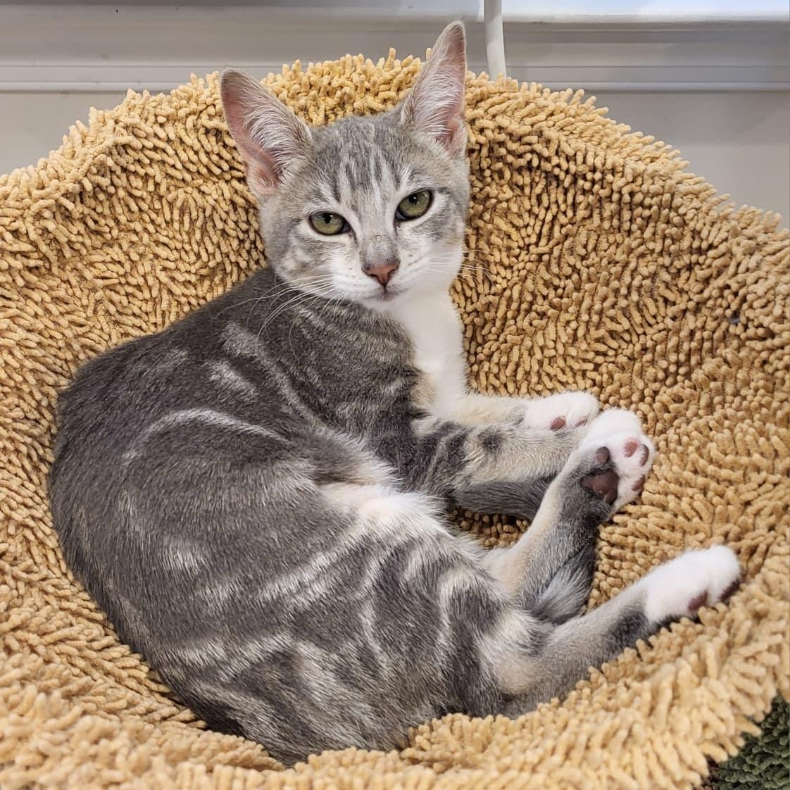 Indie, a ADOPTABLE Domestic Short Hair in Sewell, NJ image 1/2