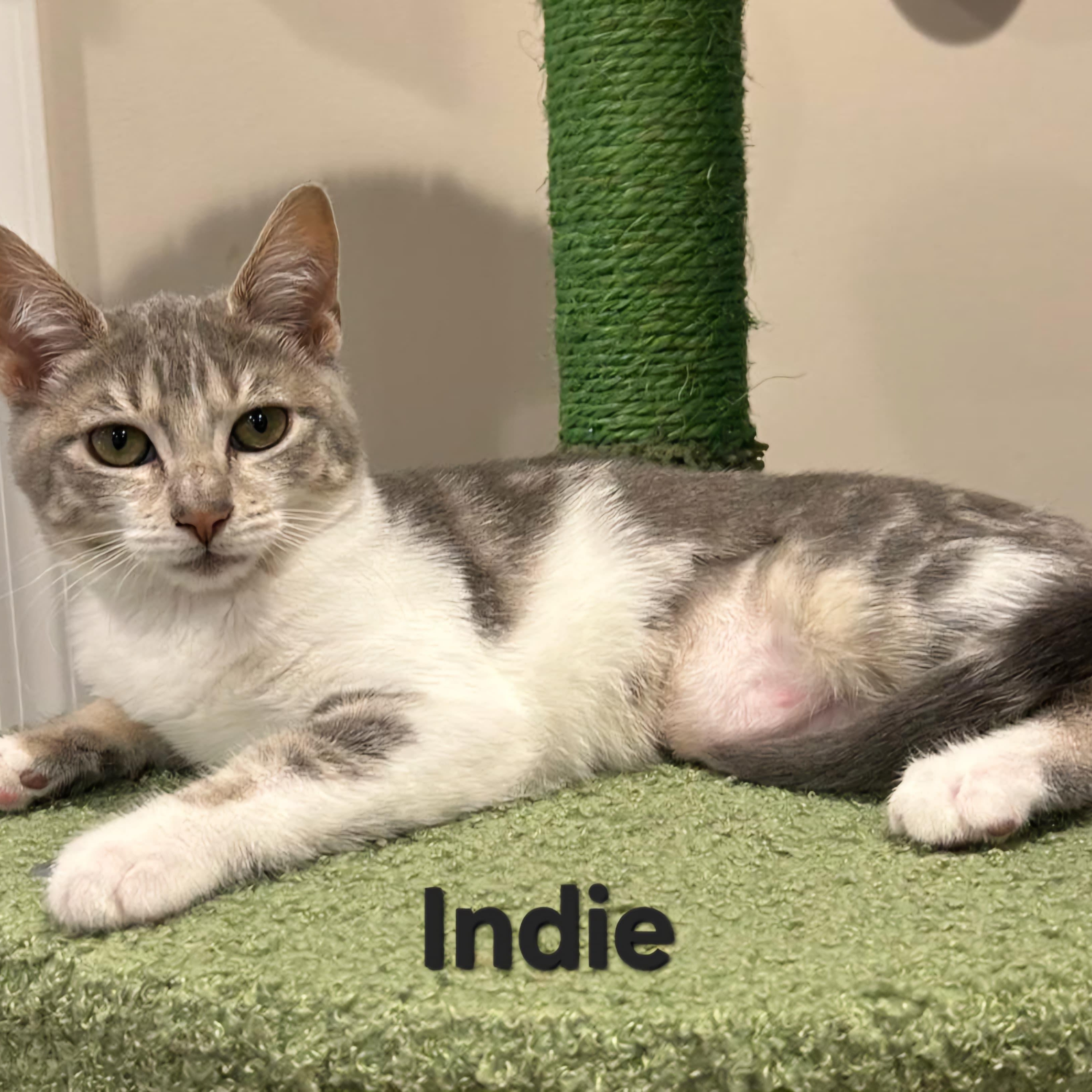 Indie, a ADOPTABLE Domestic Short Hair in Sewell, NJ image 2/2