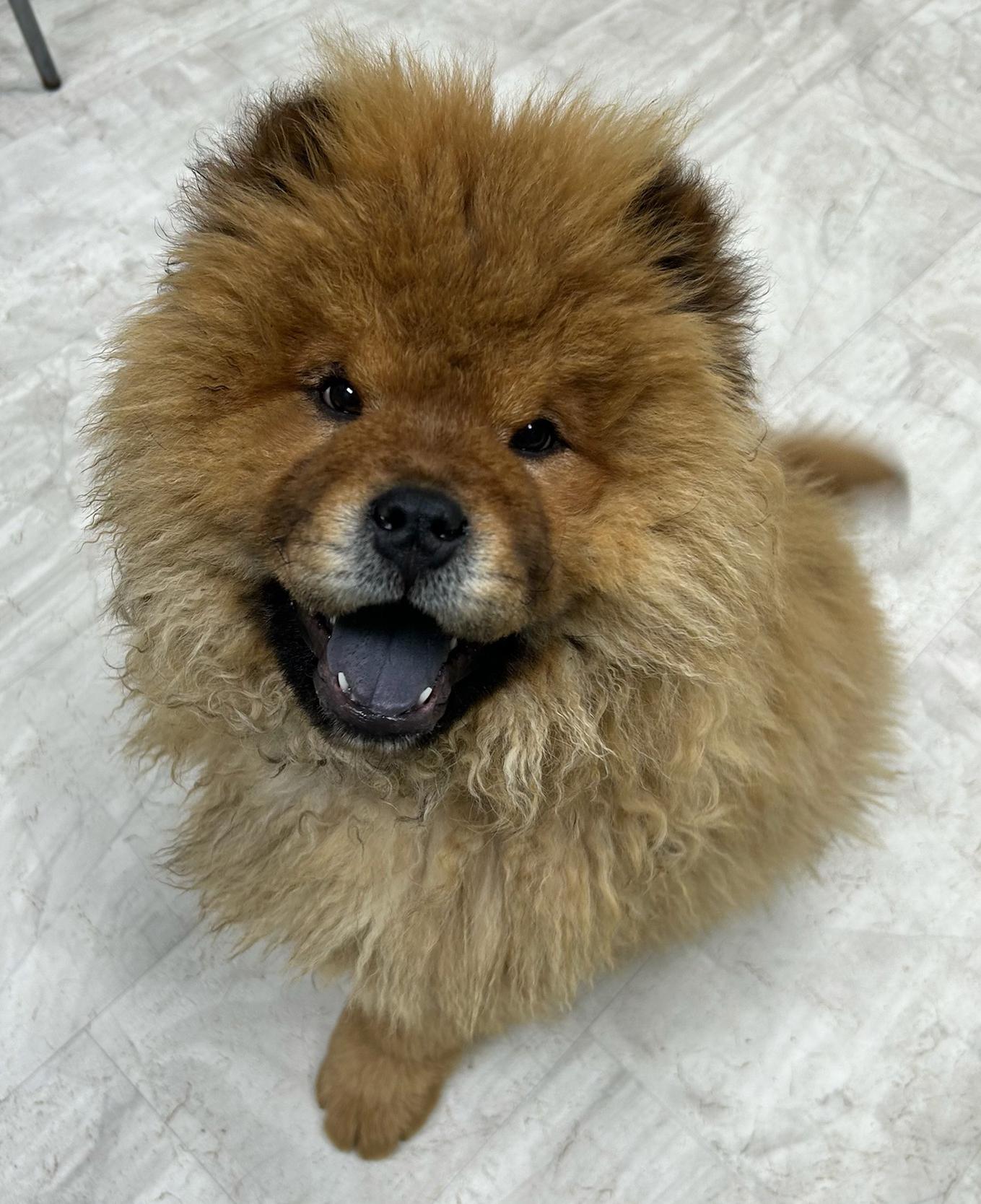 Enlarge Chewbacca, a Adoptable mixed breed in Neillsville, WI image 1/3