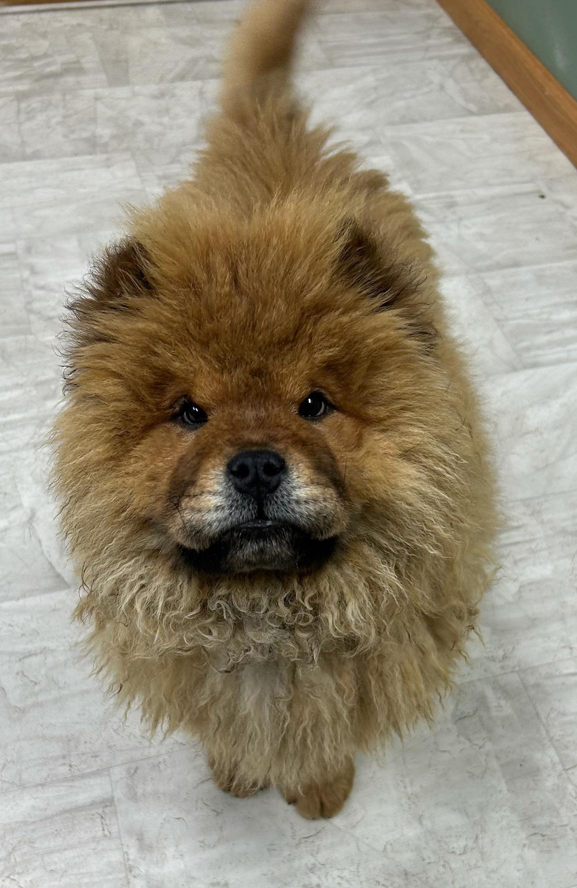 Enlarge Chewbacca, a Adoptable mixed breed in Neillsville, WI image 2/3