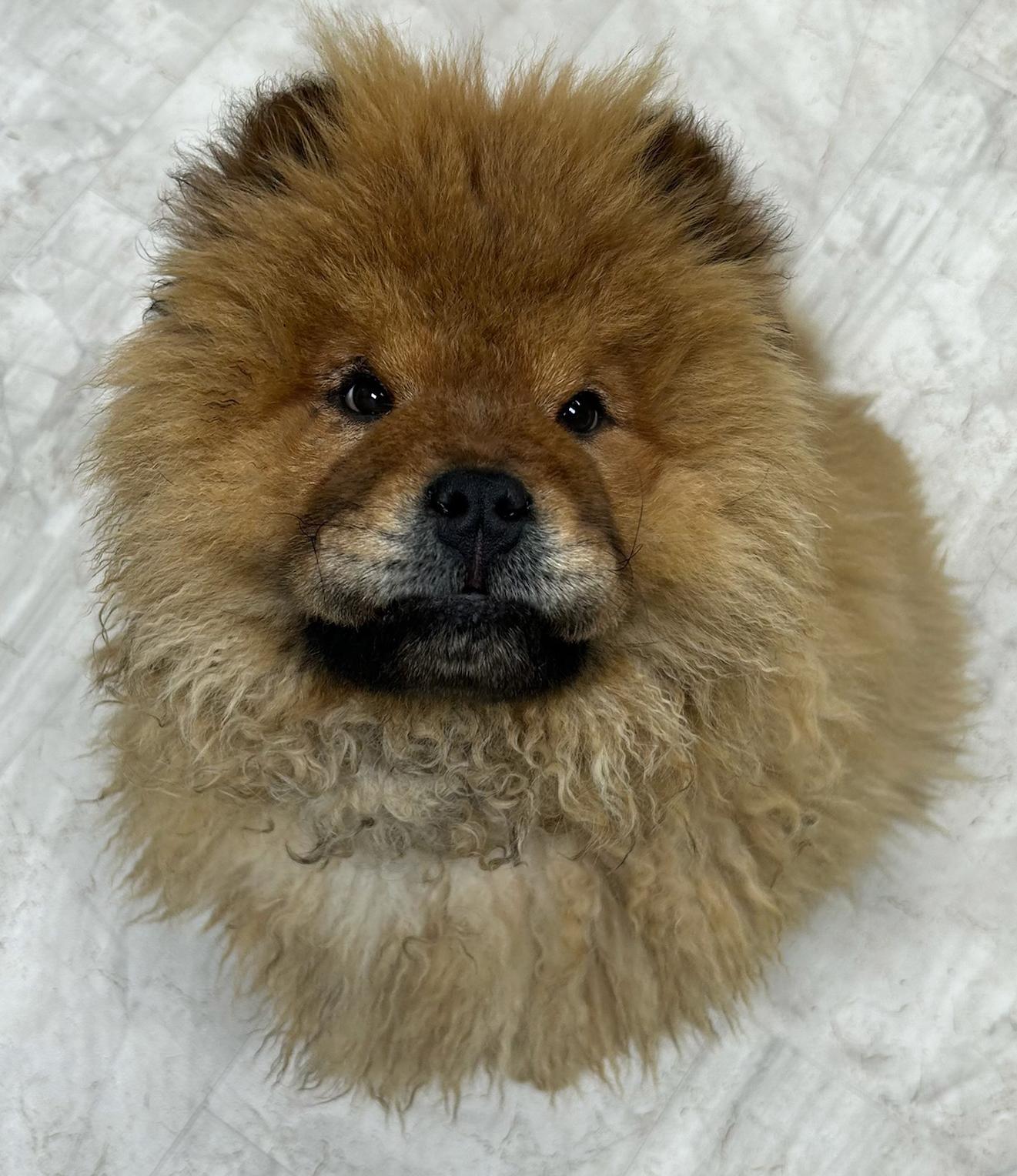 Enlarge Chewbacca, a Adoptable mixed breed in Neillsville, WI image 3/3