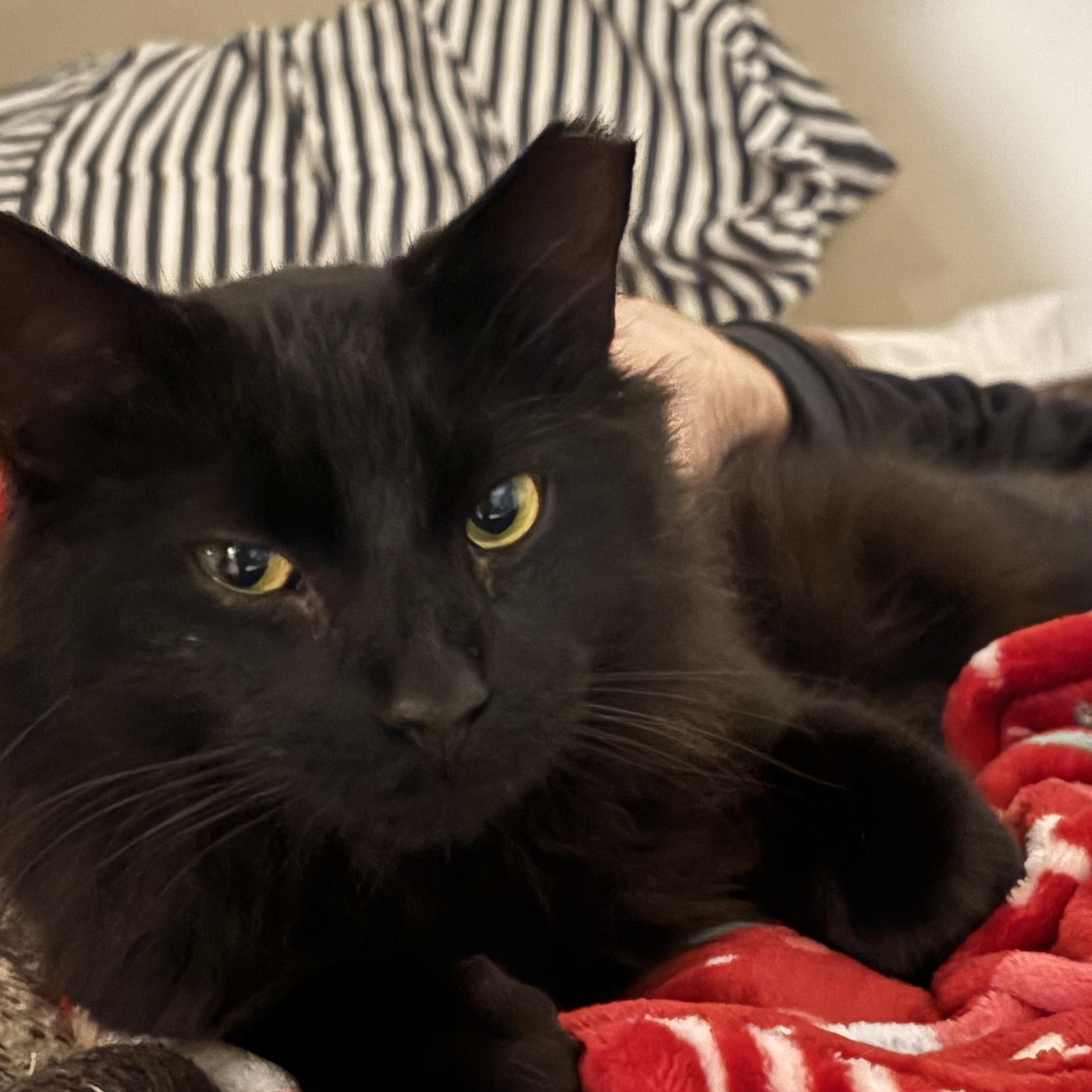 Kepler — thumbnail 3