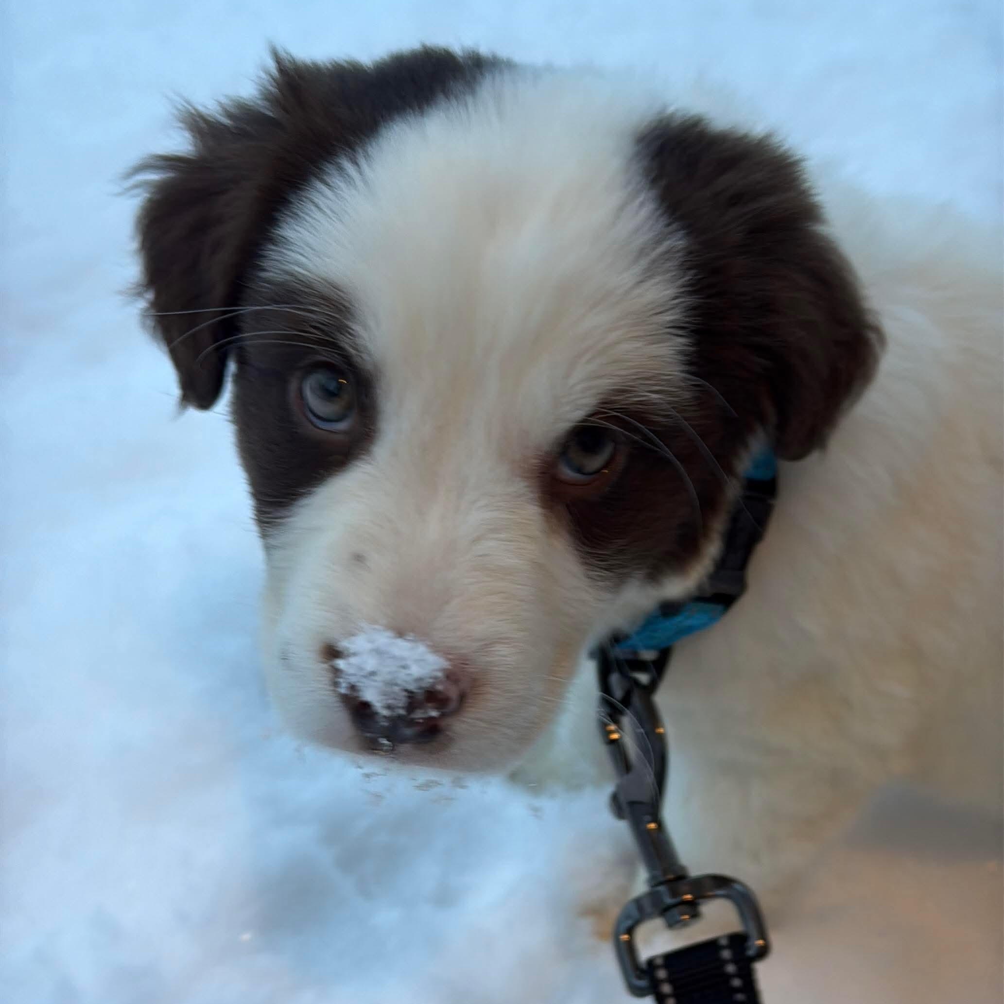 Buccees, ADOPTABLE, Puppy Male Australian Shepherd & Jack Russell Terrier.