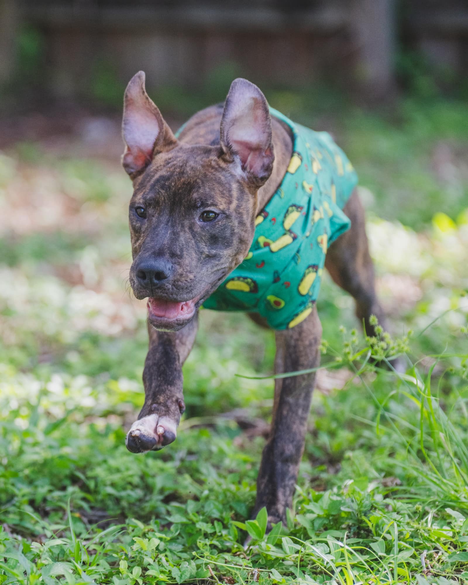 Enlarge Dave, a Adopted Pit Bull Terrier in Coral Springs, FL image 1/6