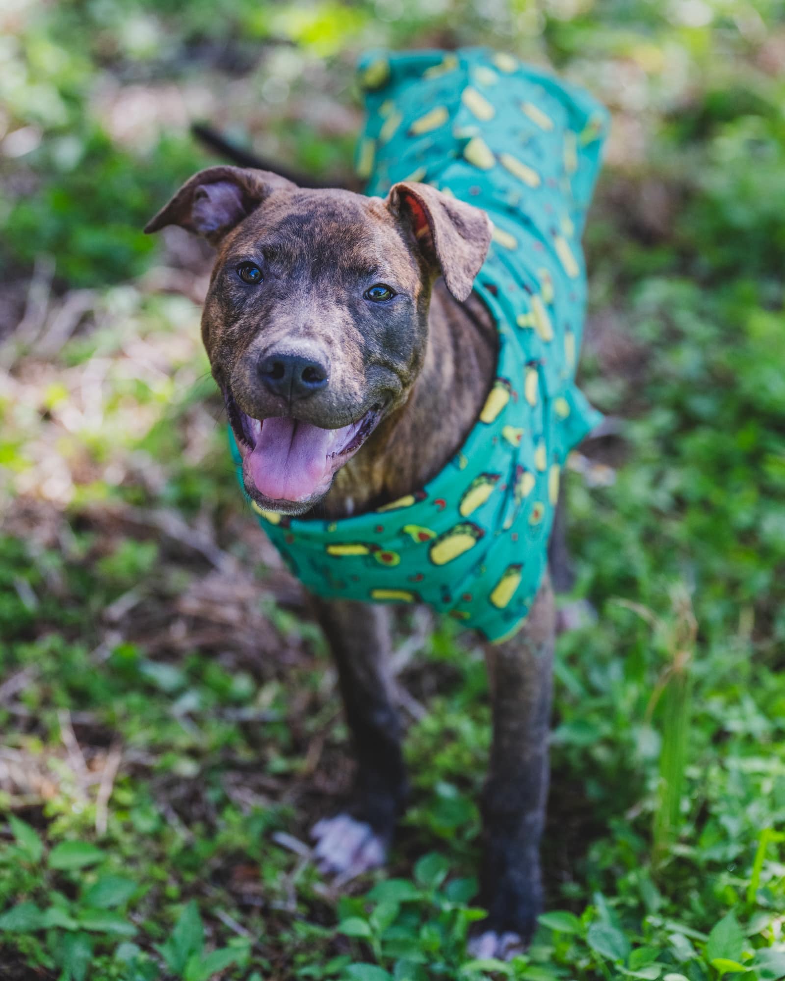 Enlarge Dave, a Adopted Pit Bull Terrier in Coral Springs, FL image 2/6