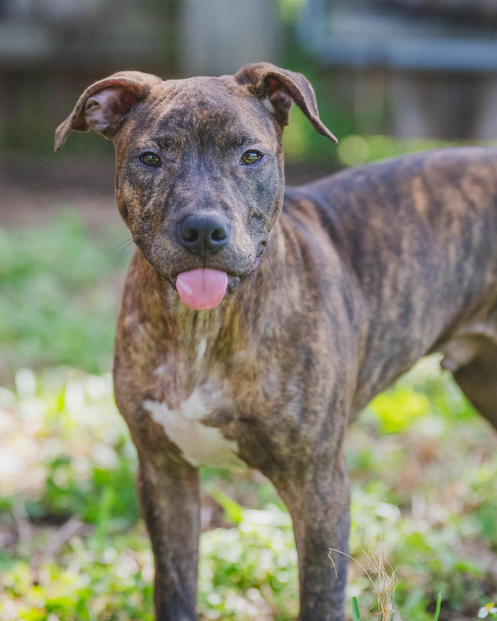 Enlarge Dave, a Adopted Pit Bull Terrier in Coral Springs, FL image 3/6