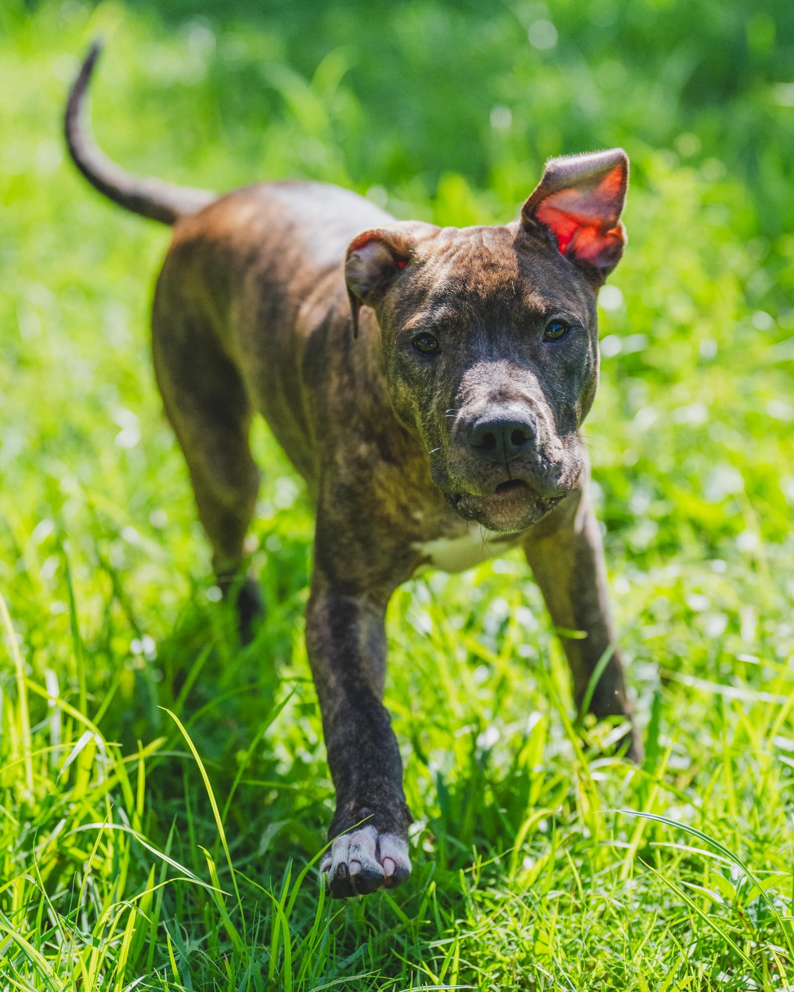 Enlarge Dave, a Adopted Pit Bull Terrier in Coral Springs, FL image 4/6