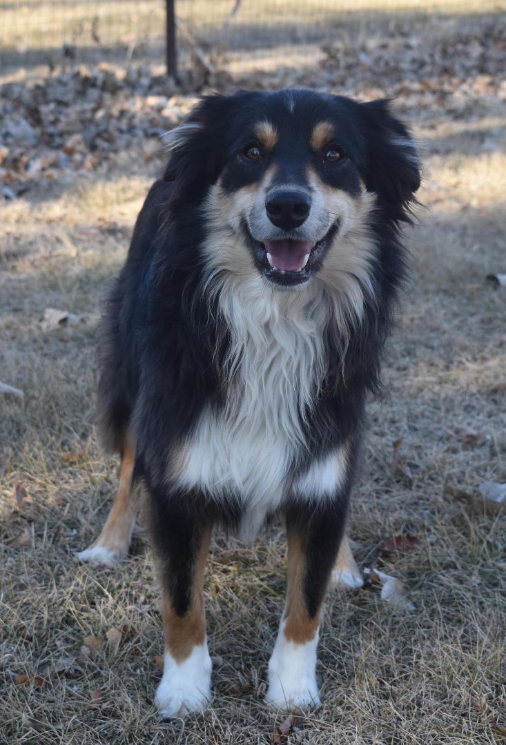 Finnegan, a Adoptable Australian Shepherd in Auburn, NE image 1/8