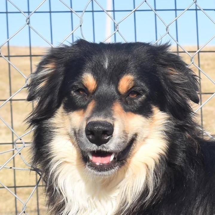 Finnegan, a Adoptable Australian Shepherd in Auburn, NE image 2/8