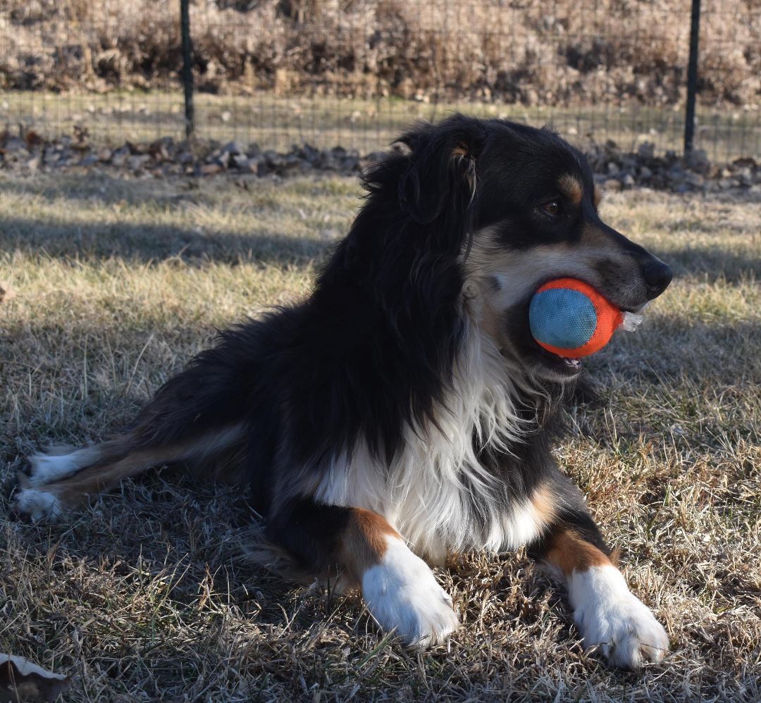 Finnegan, a Adoptable Australian Shepherd in Auburn, NE image 3/8
