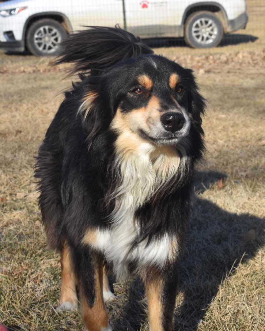 Finnegan, a Adoptable Australian Shepherd in Auburn, NE image 4/8