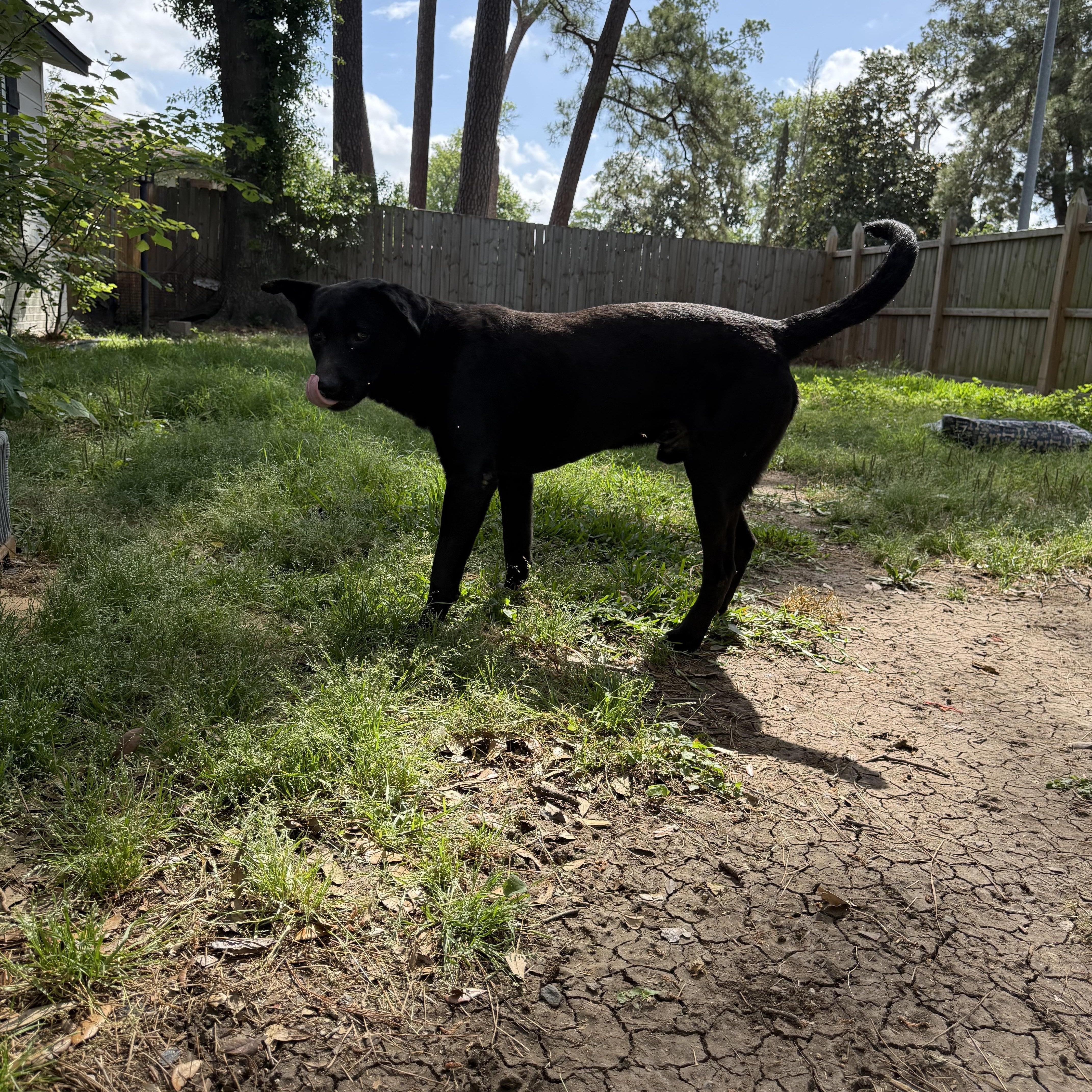 Enlarge RUSSEL, a ADOPTABLE mixed breed in Annandale, VA image 3/4