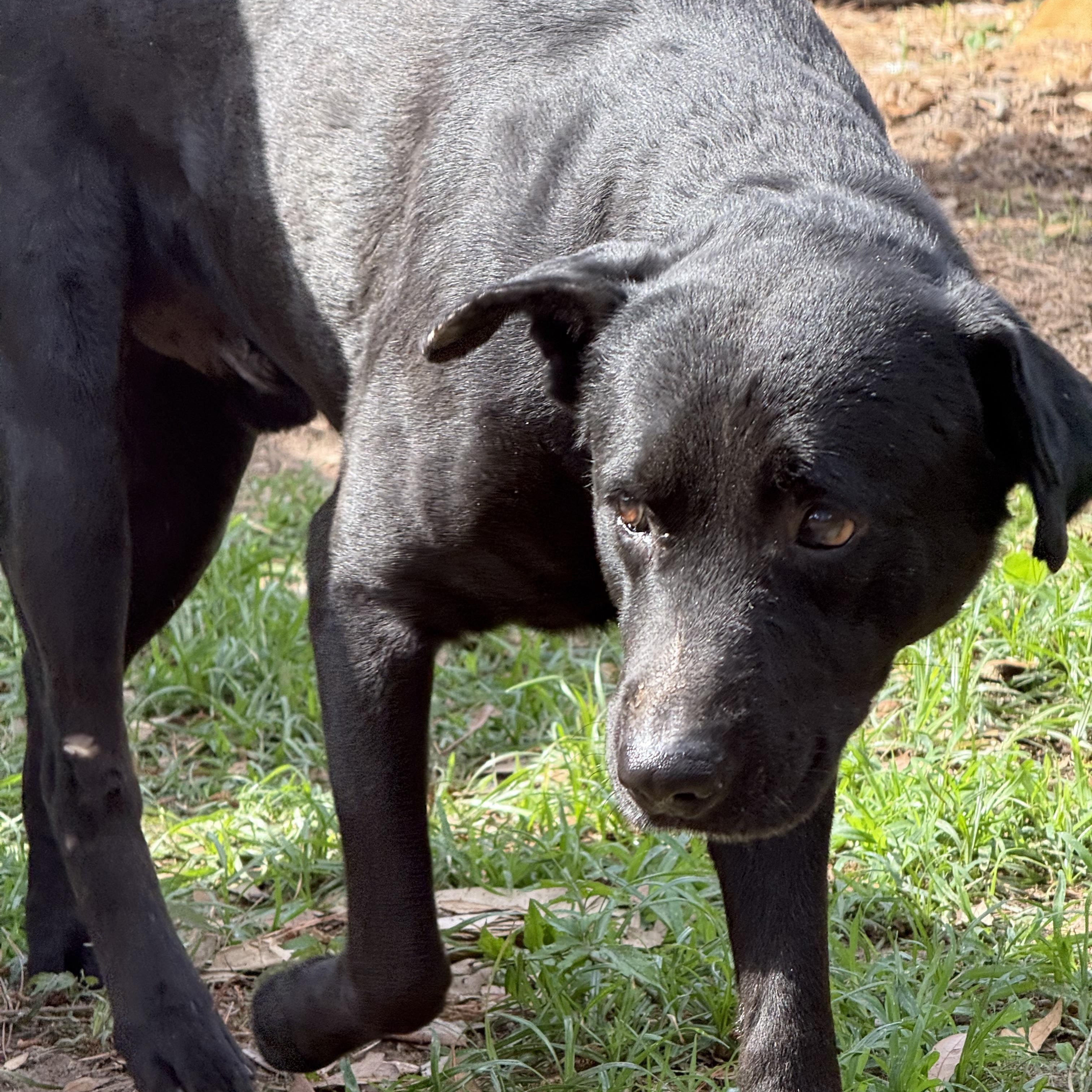 Enlarge RUSSEL, a ADOPTABLE mixed breed in Annandale, VA image 1/4