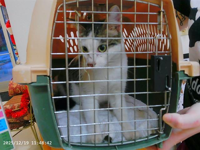 CLAWDETTE, Adoptable, Young Female Domestic Short Hair & Domestic Short Hair.