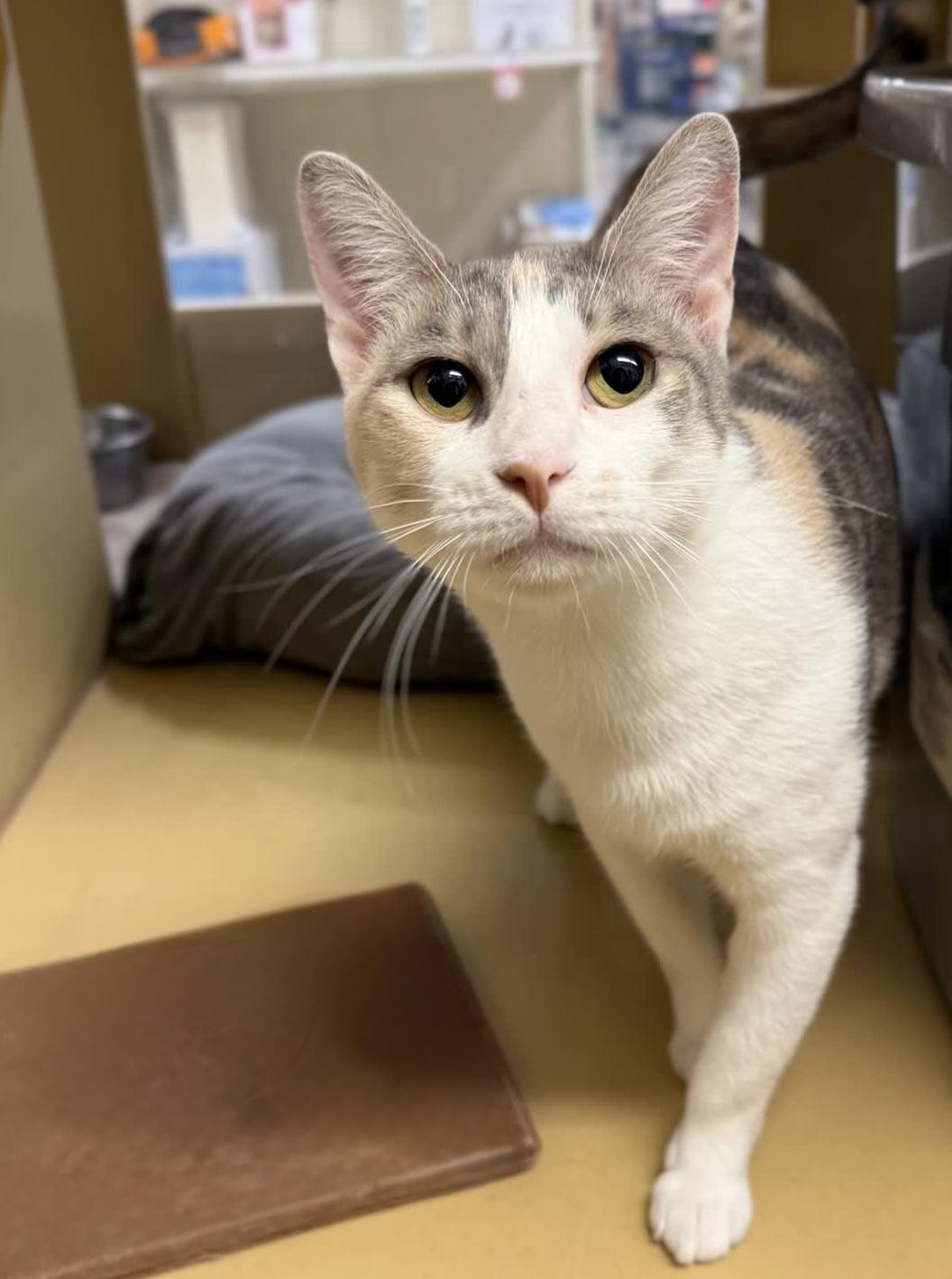 Avril (bonded to Lavigne), a ADOPTABLE Domestic Short Hair in Austin, TX image 3/6