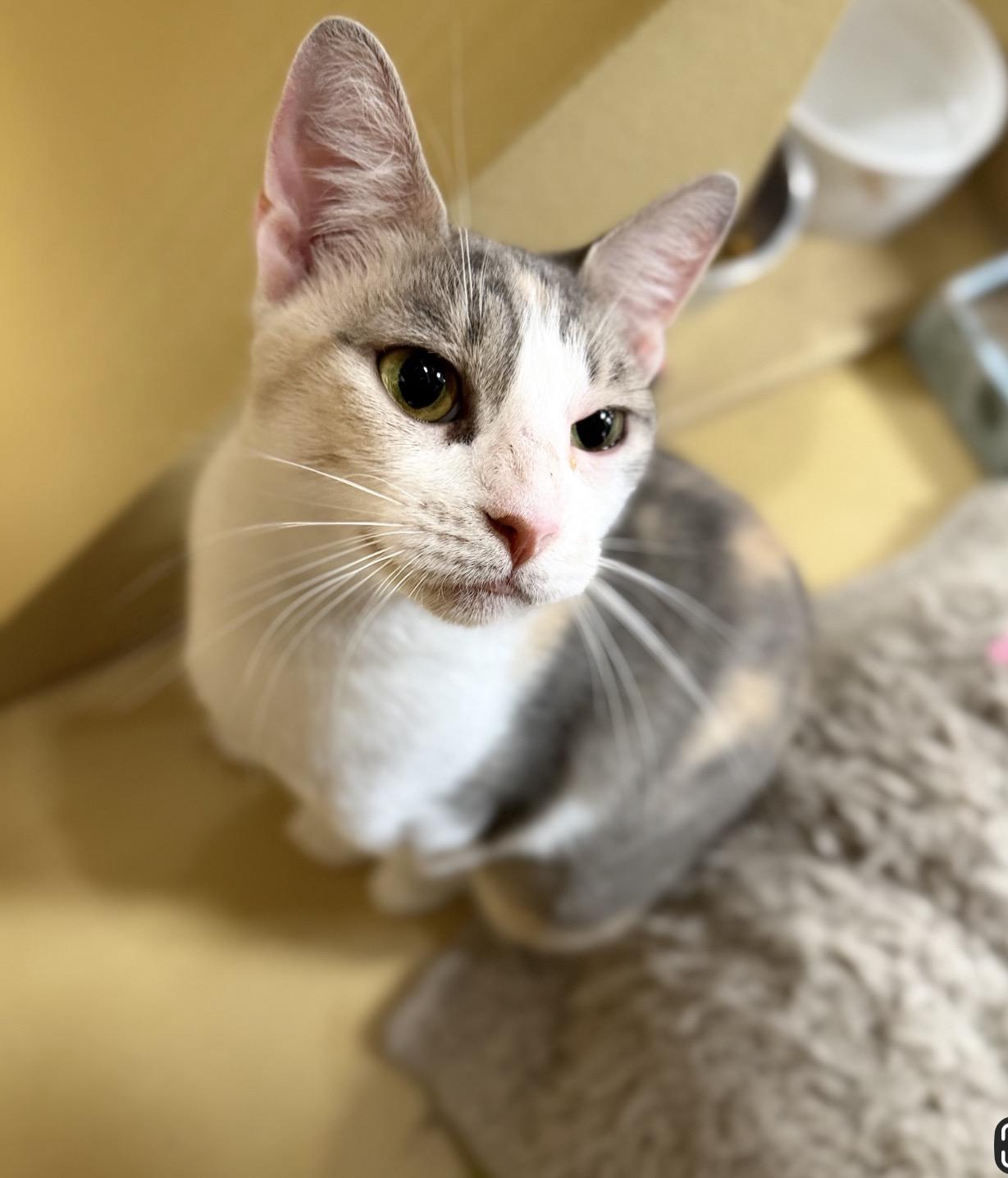 Avril (bonded to Lavigne), a ADOPTABLE Domestic Short Hair in Austin, TX image 4/6