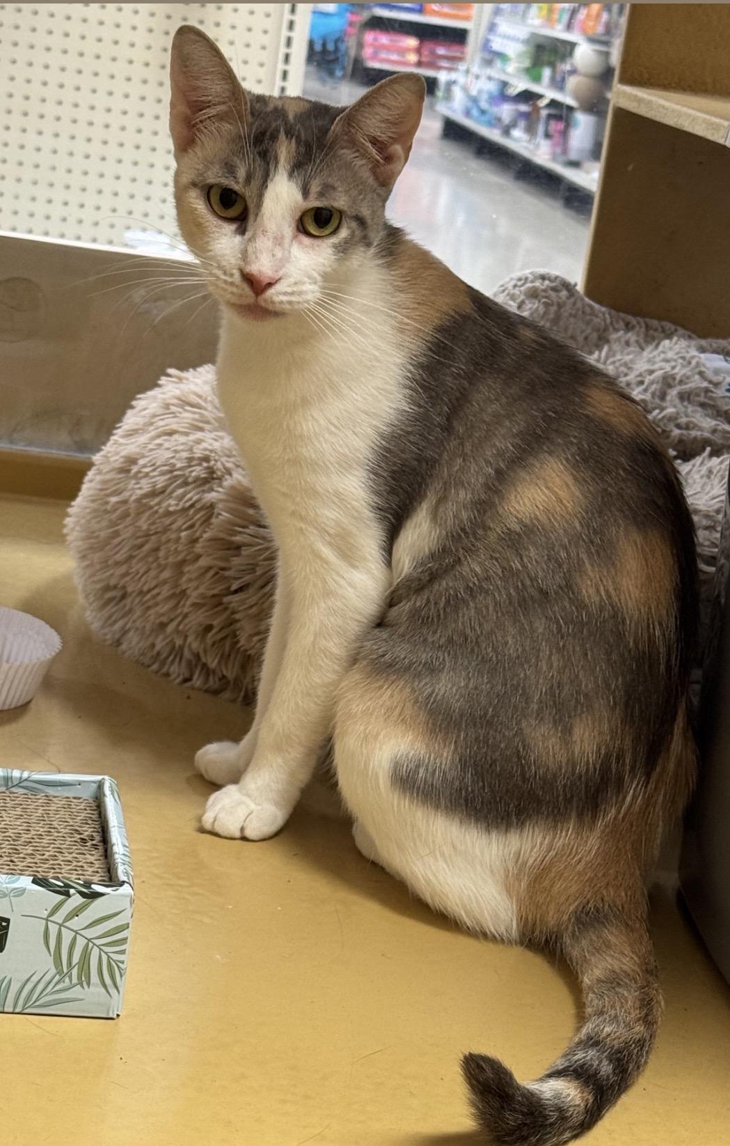 Avril (bonded to Lavigne), a ADOPTABLE Domestic Short Hair in Austin, TX image 6/6