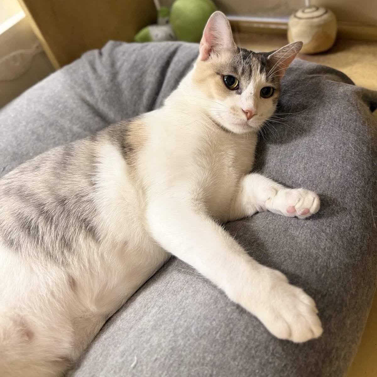 Avril (bonded to Lavigne), a ADOPTABLE Domestic Short Hair in Austin, TX image 2/6