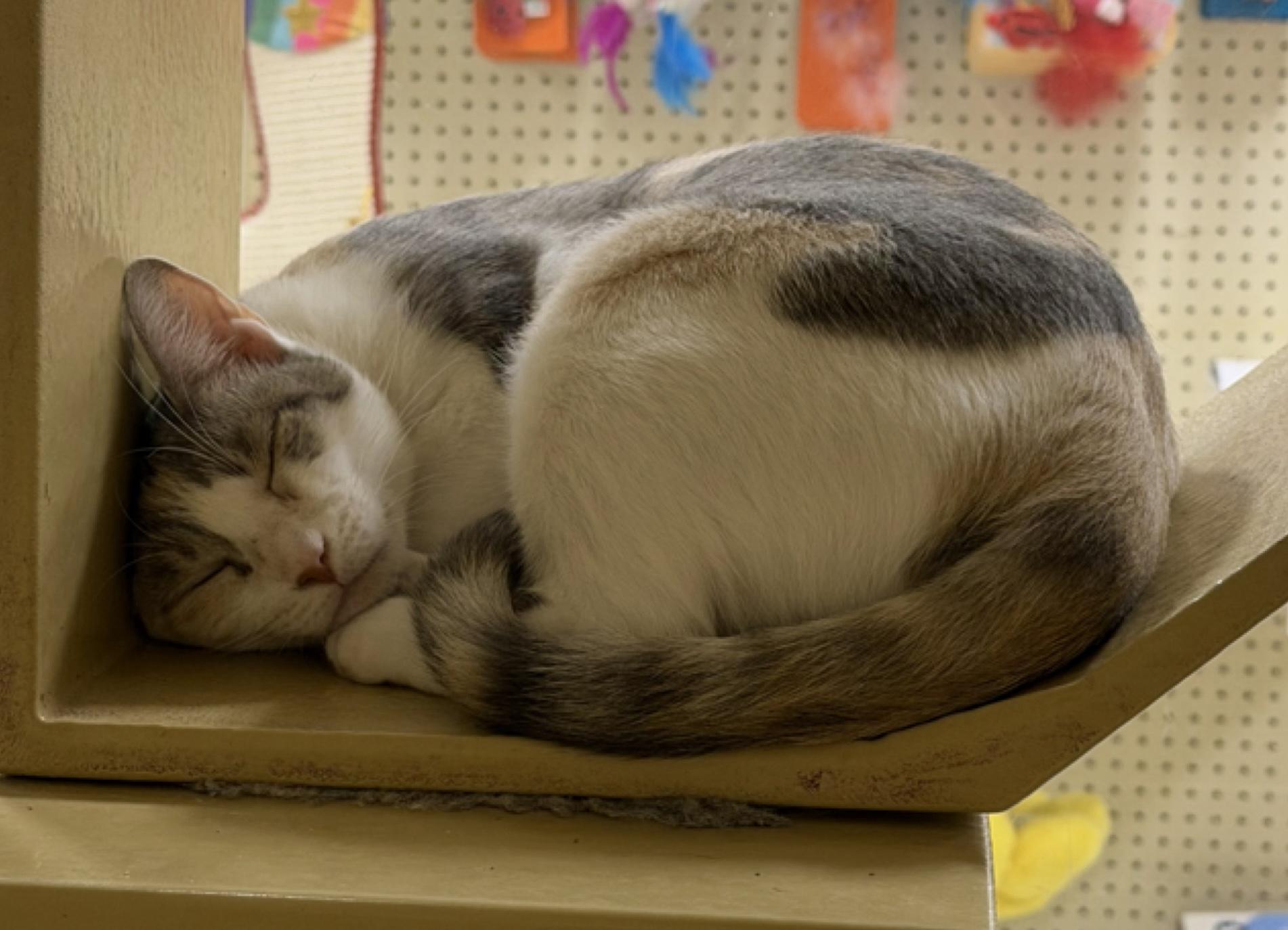 Avril (bonded to Lavigne), a ADOPTABLE Domestic Short Hair in Austin, TX image 5/6