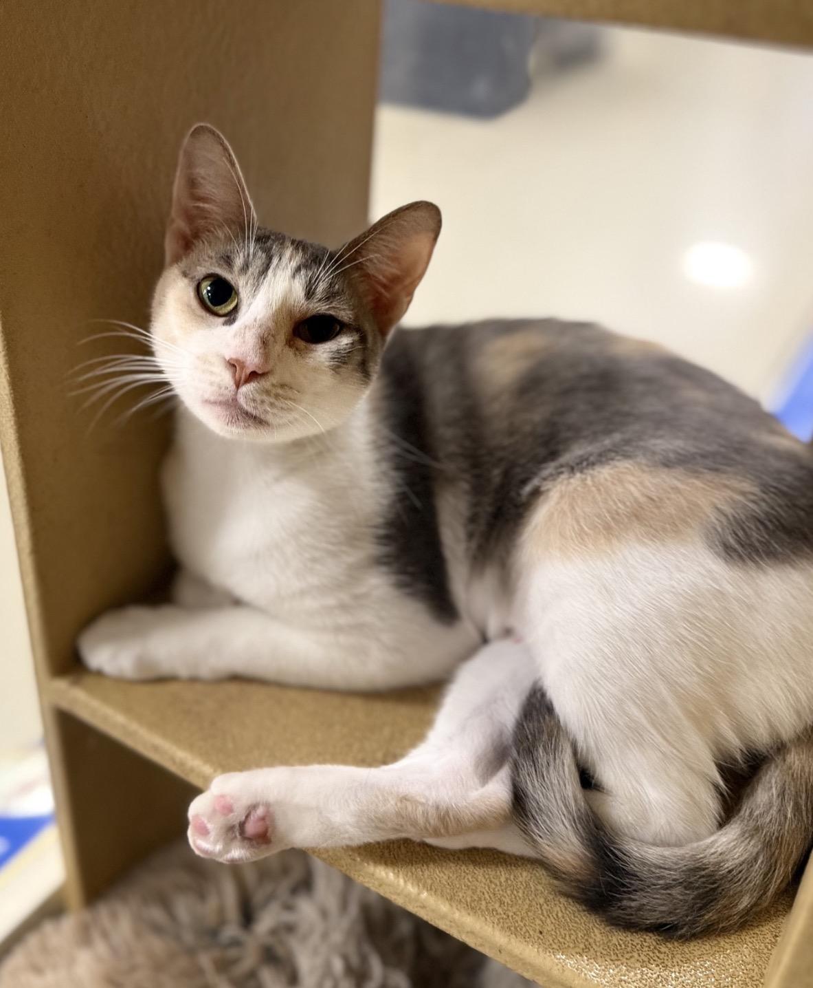Avril (bonded to Lavigne), a ADOPTABLE Domestic Short Hair in Austin, TX image 1/6