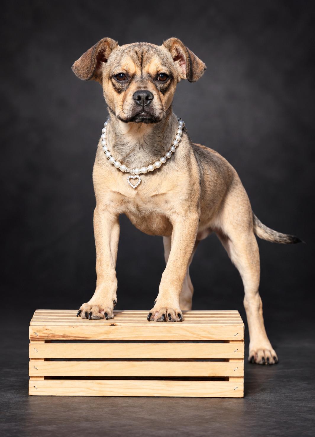 Enlarge Sadie, a Adoptable mixed breed in Concord, CA image 4/4