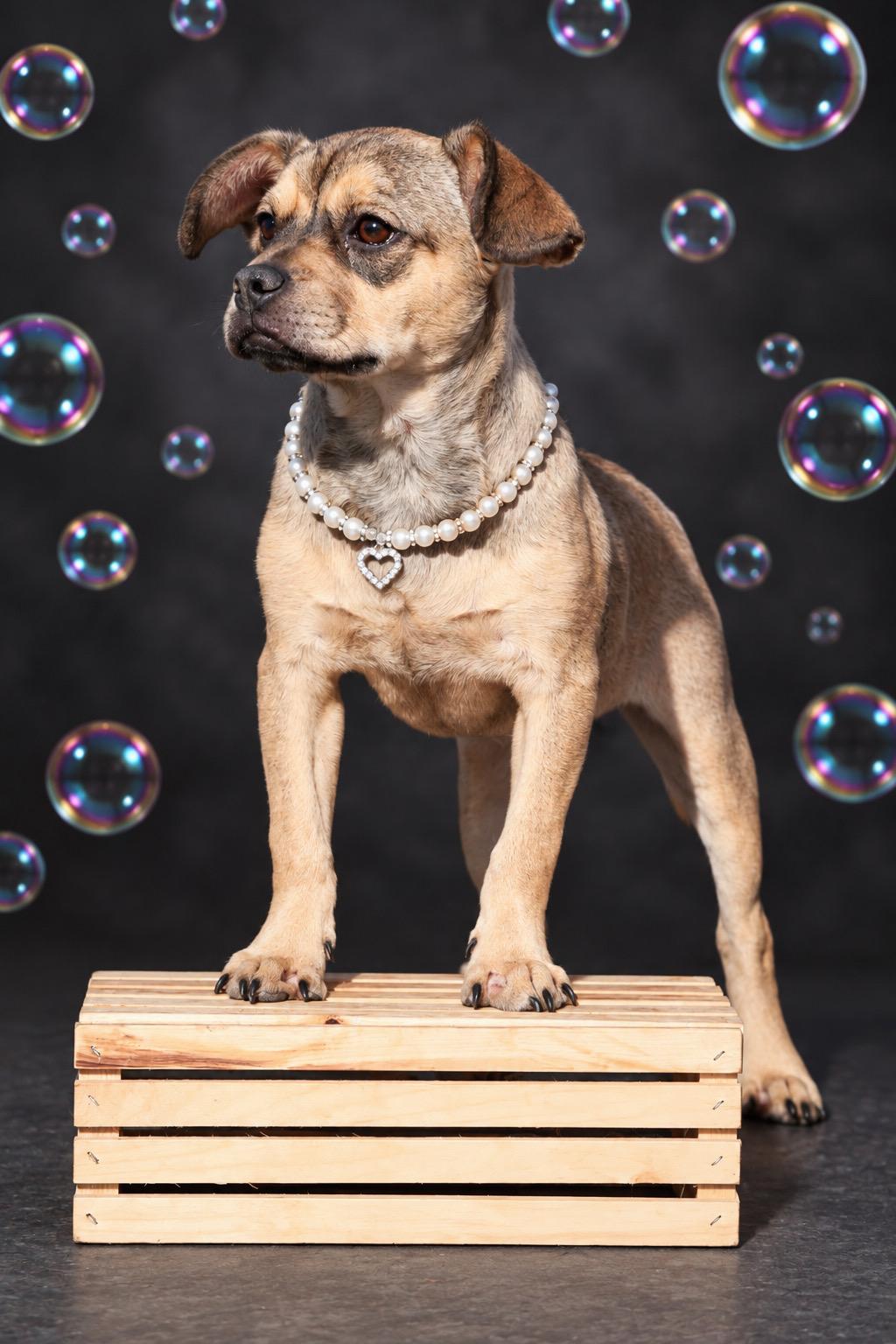 Enlarge Sadie, a Adoptable mixed breed in Concord, CA image 2/4
