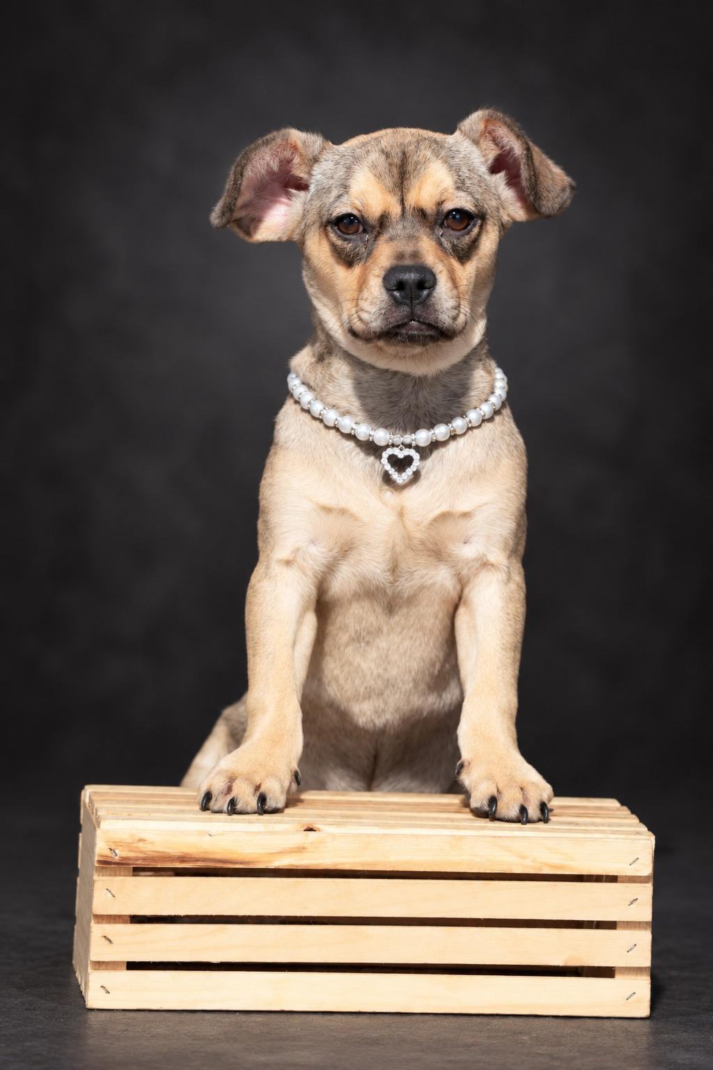 Enlarge Sadie, a Adoptable mixed breed in Concord, CA image 3/4