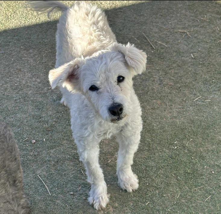 Enlarge Yoda Adopted, a Adopted Terrier in Cranston, RI image 2/6