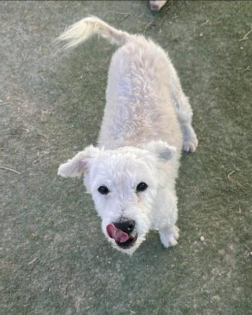 Enlarge Yoda Adopted, a Adopted Terrier in Cranston, RI image 3/6