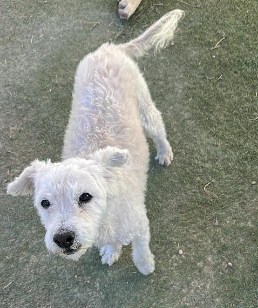 Enlarge Yoda Adopted, a Adopted Terrier in Cranston, RI image 4/6