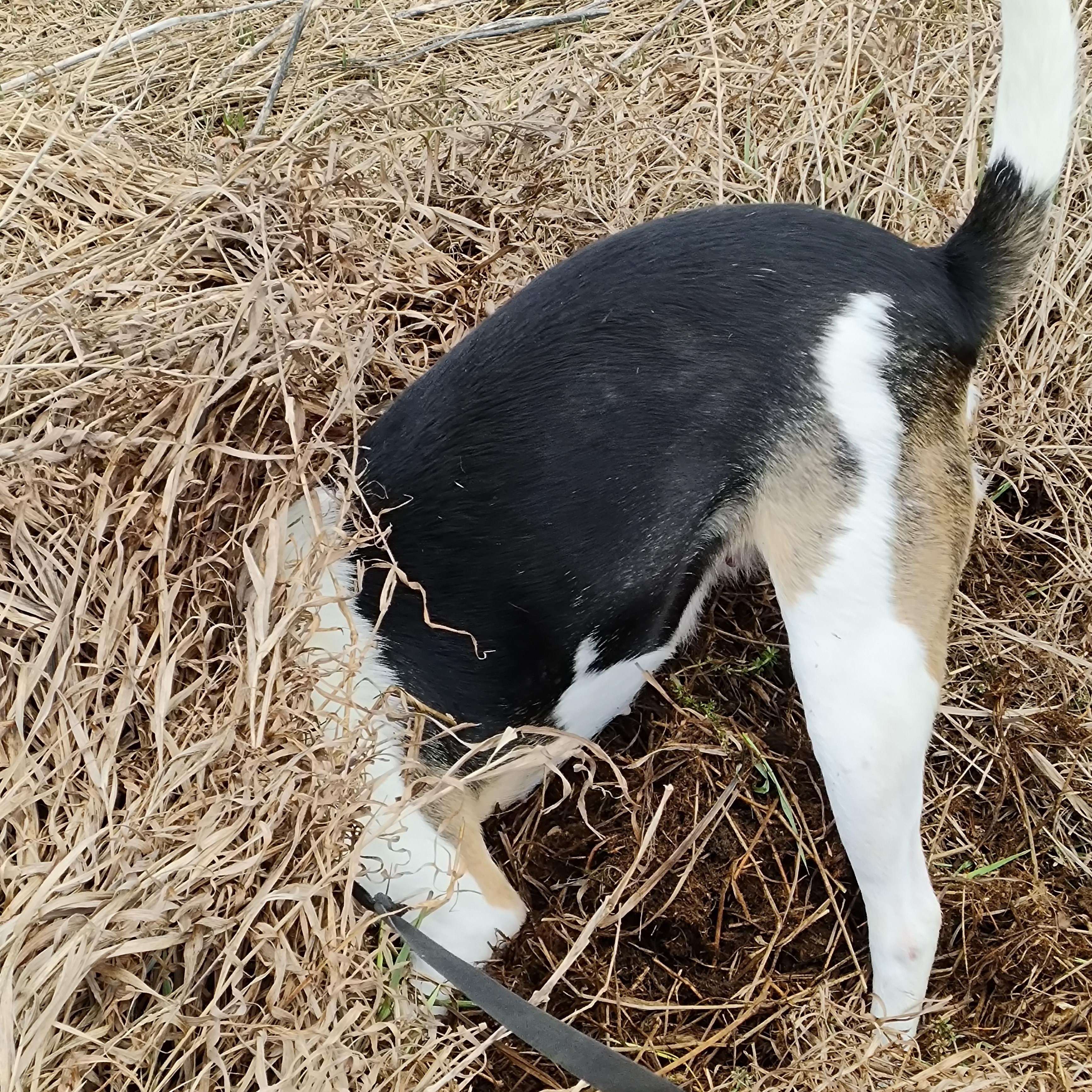 Enlarge Paw Paw, a ADOPTABLE mixed breed in Chelsea, VT image 4/6