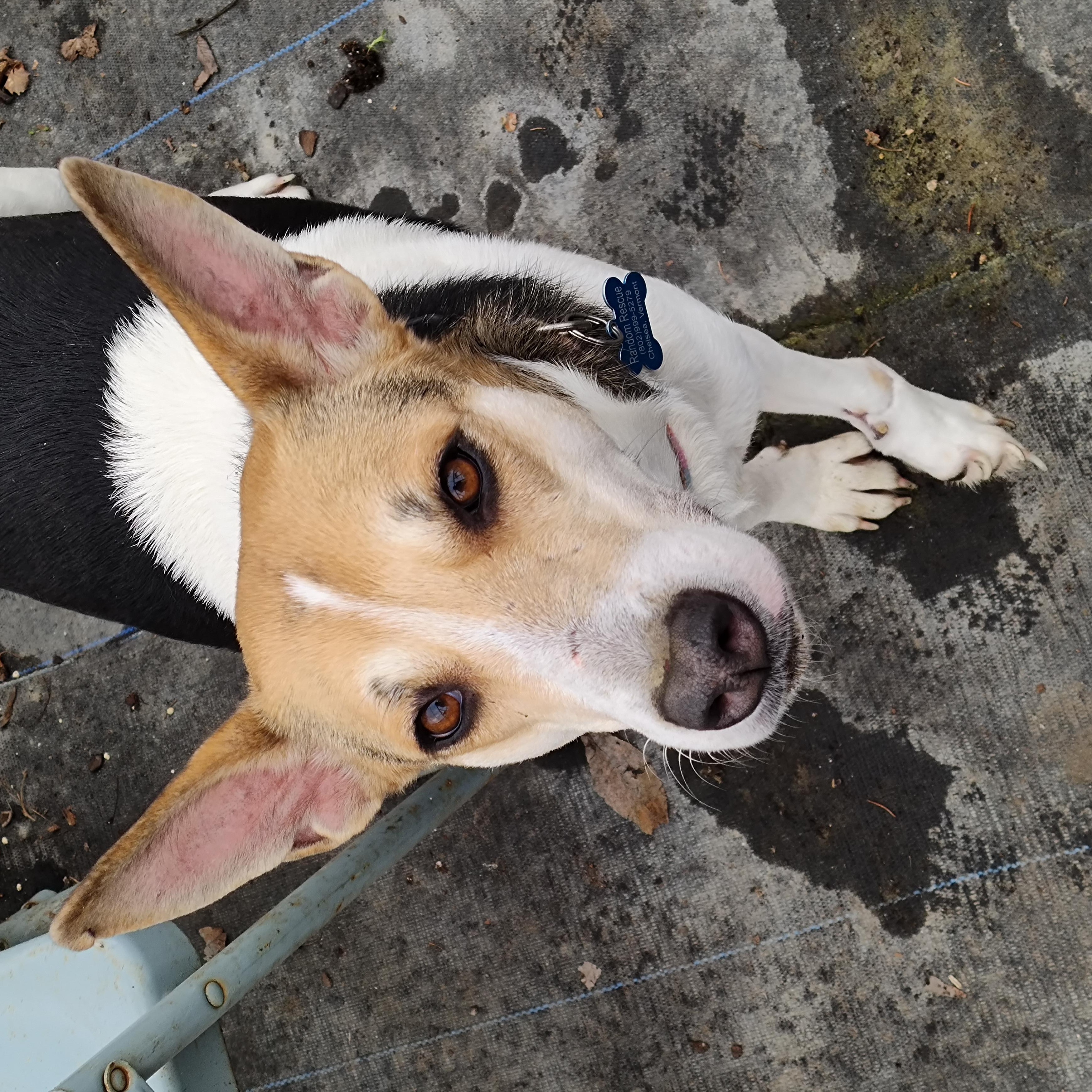 Enlarge Paw Paw, a ADOPTABLE mixed breed in Chelsea, VT image 5/6
