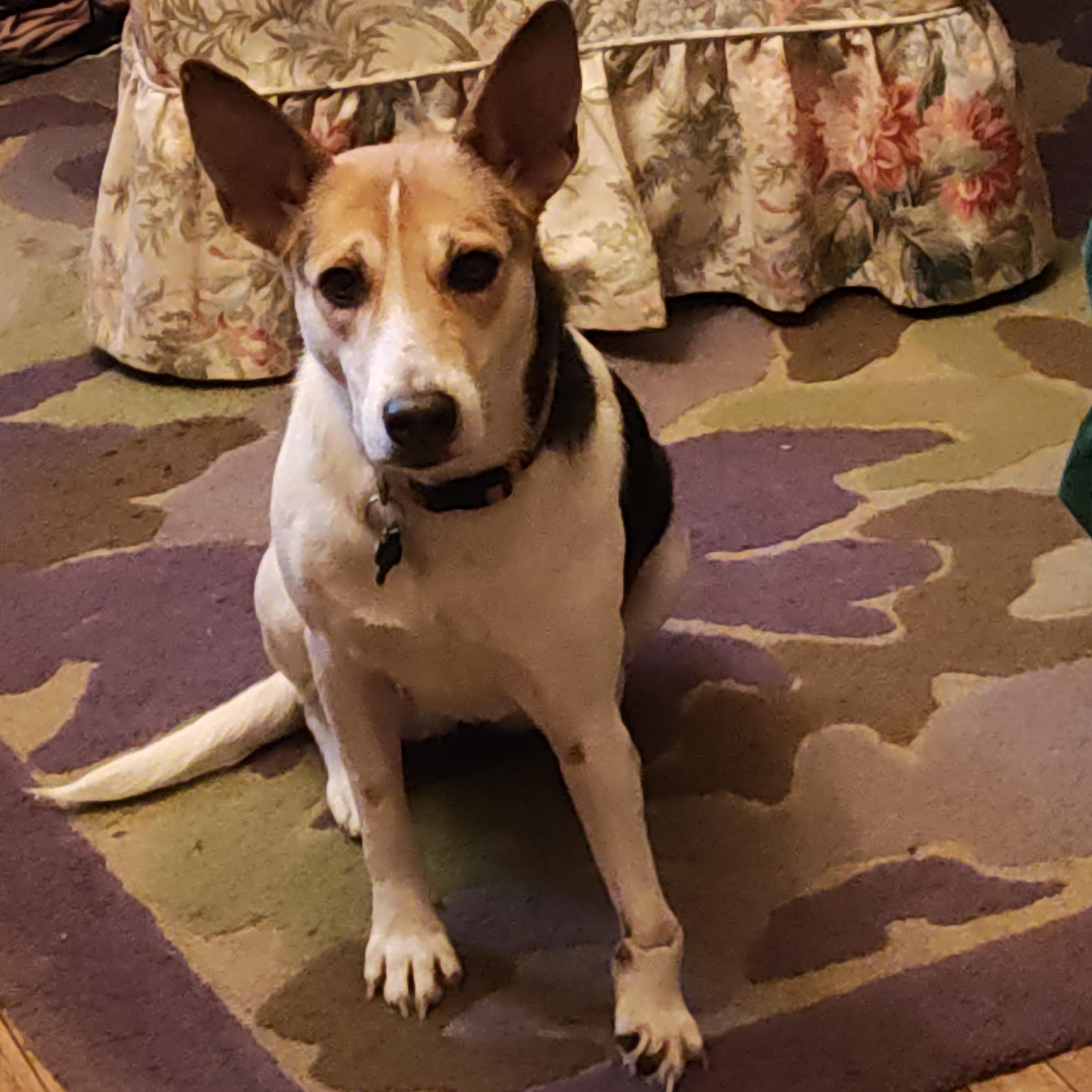 Enlarge Paw Paw, a ADOPTABLE mixed breed in Chelsea, VT image 6/6