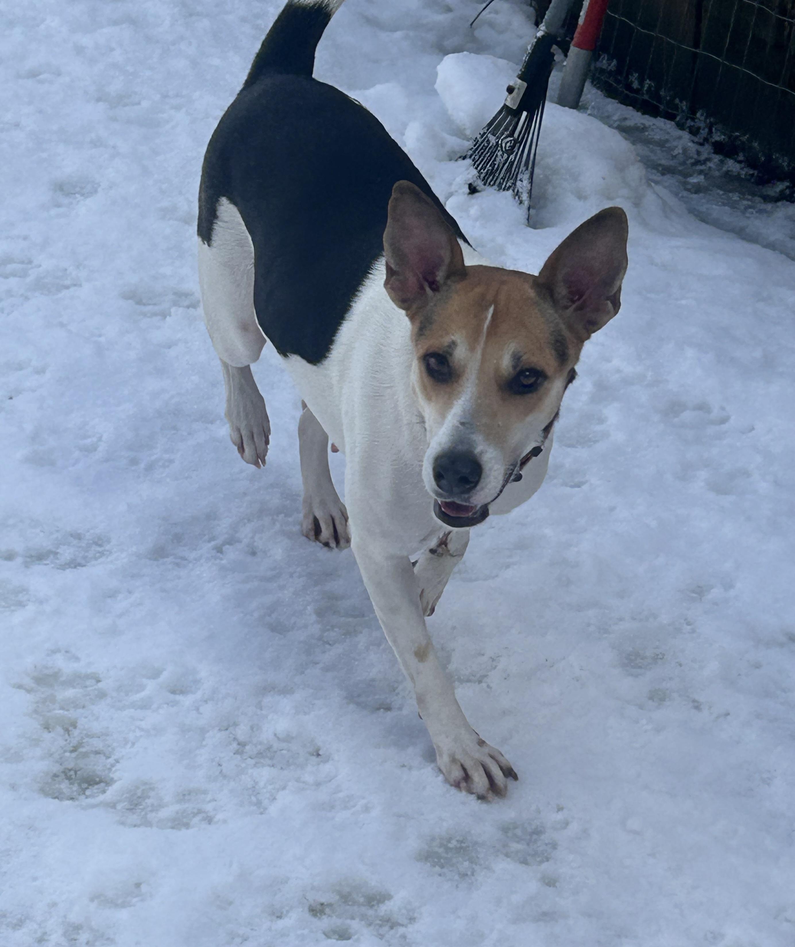 Enlarge Paw Paw, a ADOPTABLE mixed breed in Chelsea, VT image 1/3