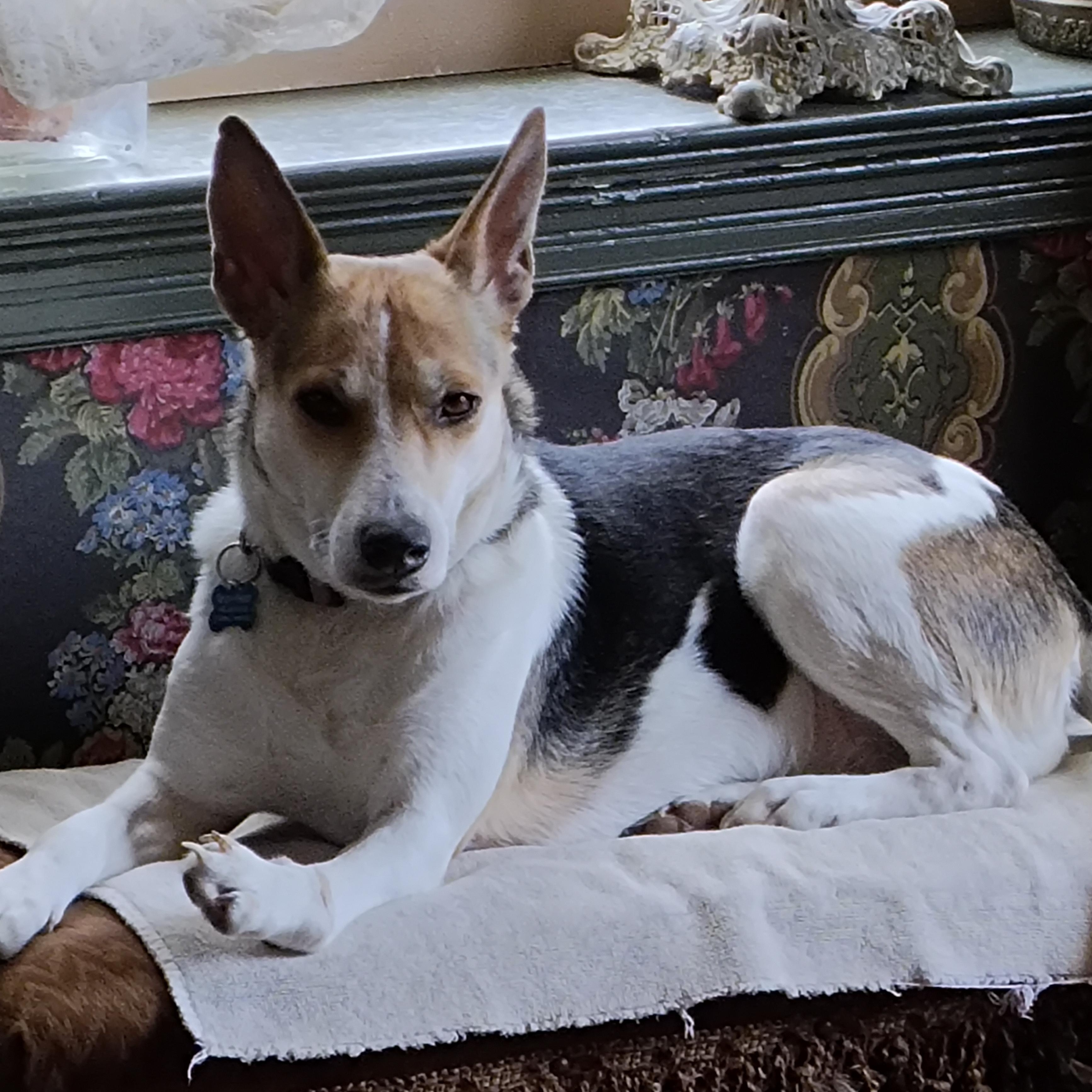Enlarge Paw Paw, a ADOPTABLE mixed breed in Chelsea, VT image 1/6