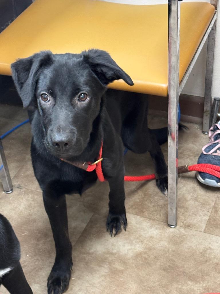 Kai, Adoptable, Puppy Male Labrador Retriever.