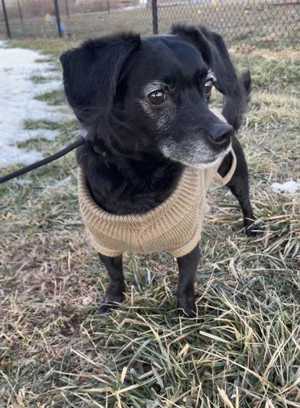 Hemi Cuda, Adoptable, Senior Male Beagle & Dachshund.