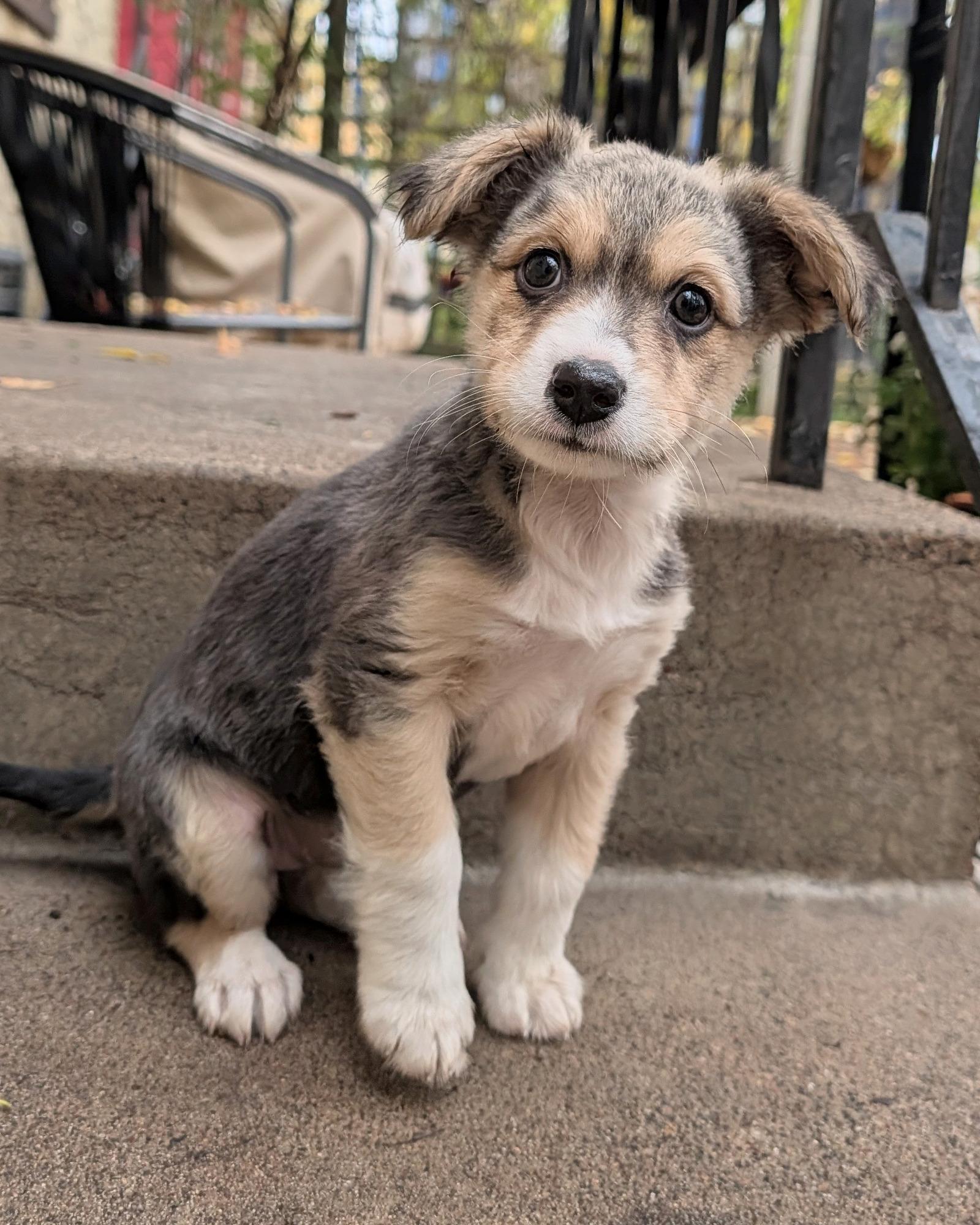 Trinity, Adoptable, Puppy Female Retriever & Mixed Breed.
