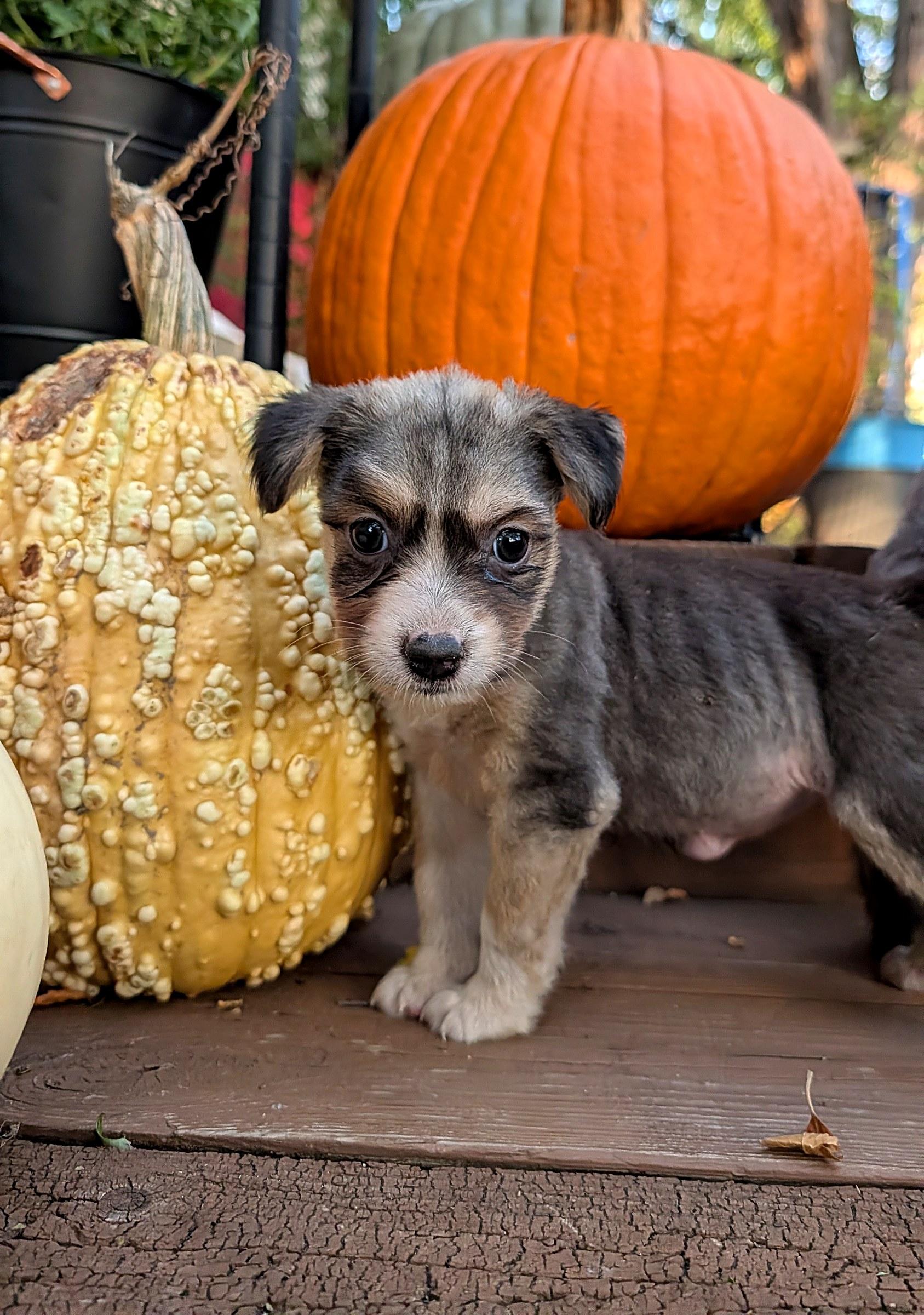Enlarge Trinity, a Adoptable mixed breed in Minneapolis, MN image 3/6