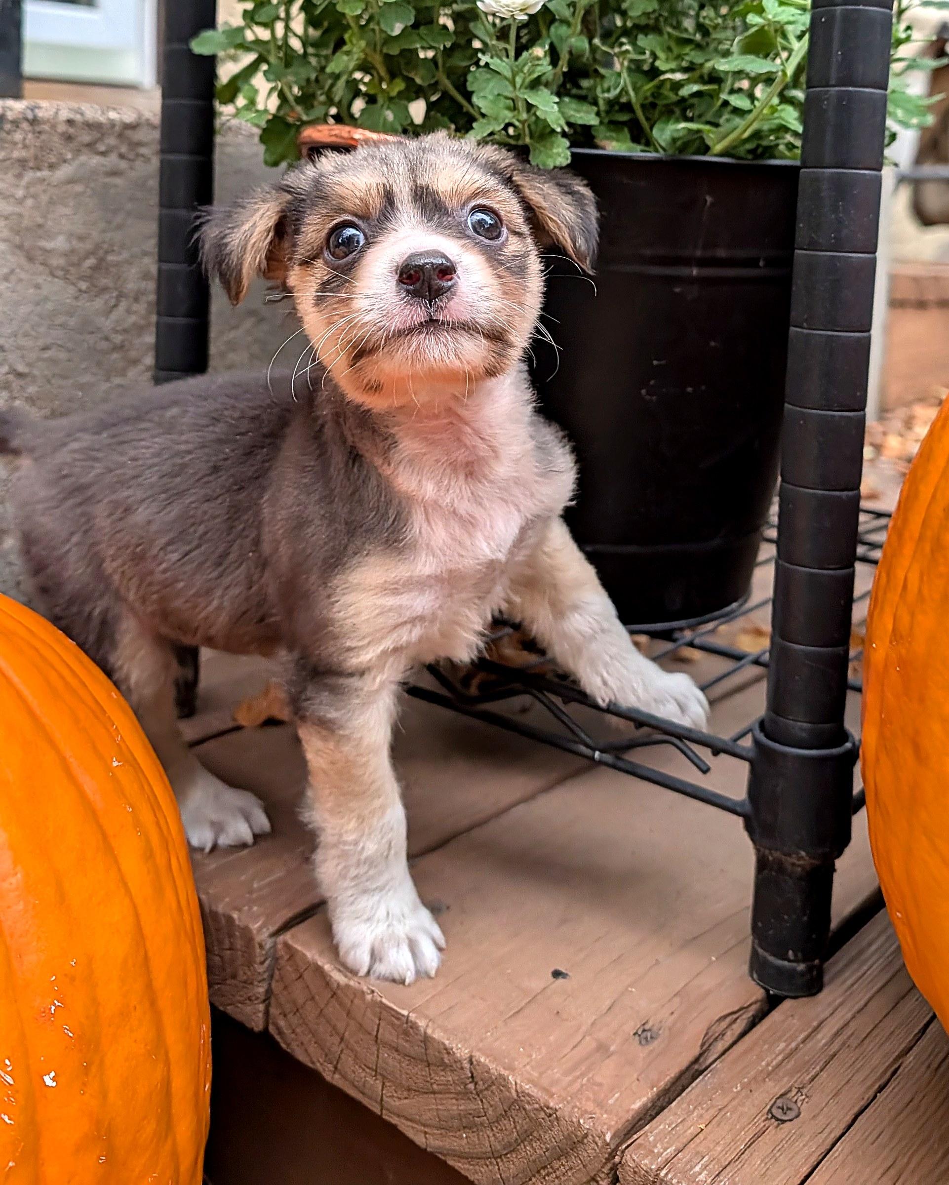 Enlarge Trinity, a Adoptable mixed breed in Minneapolis, MN image 4/6