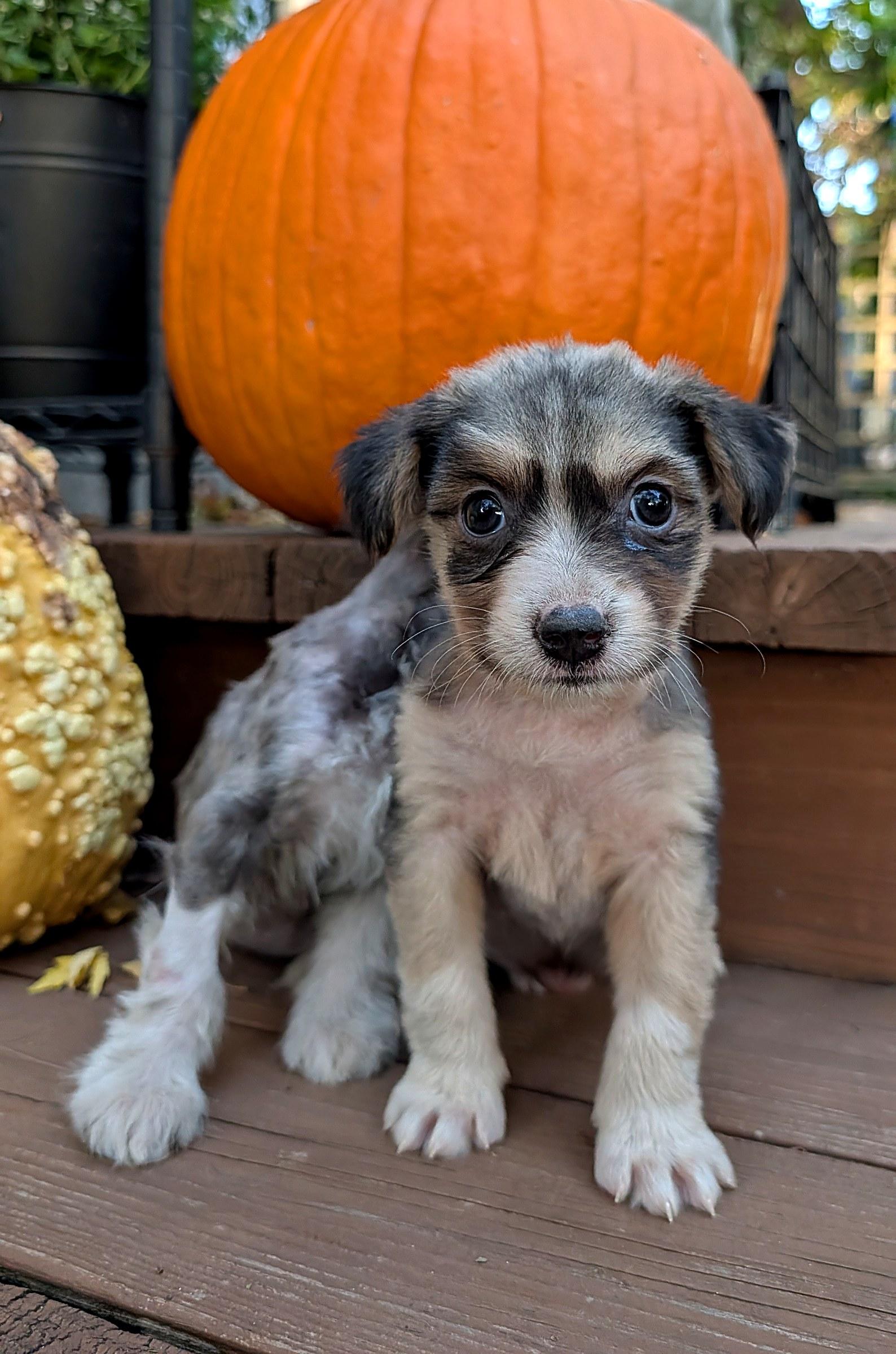 Enlarge Trinity, a Adoptable mixed breed in Minneapolis, MN image 2/6