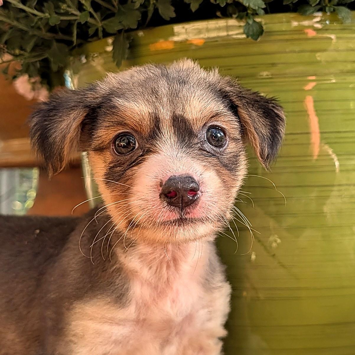 Trinity, Adoptable, Puppy Female Retriever & Mixed Breed.