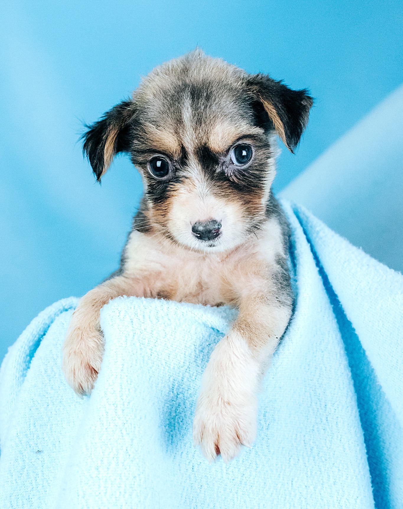 Enlarge Trinity, a Adoptable mixed breed in Minneapolis, MN image 6/6
