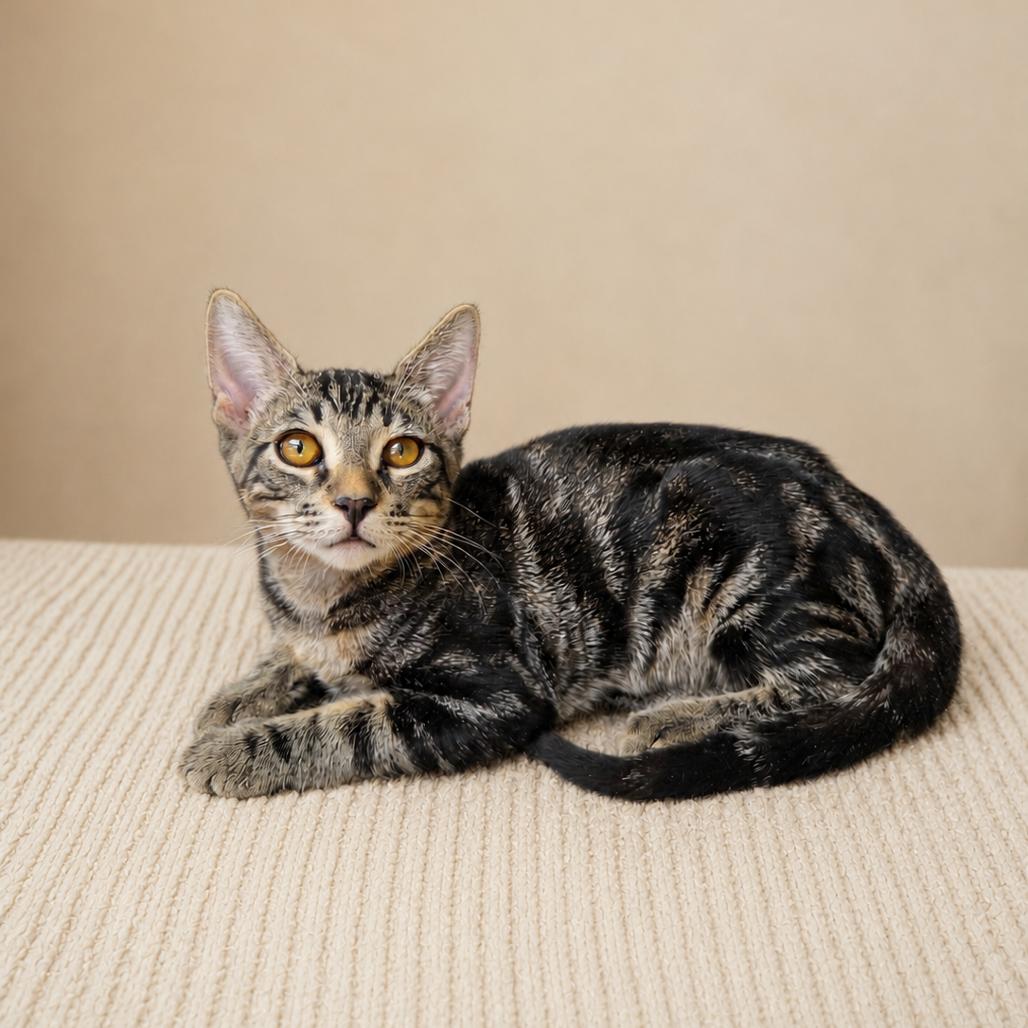Enlarge Tumble, a Adoptable Domestic Short Hair in San Diego, CA image 1/2