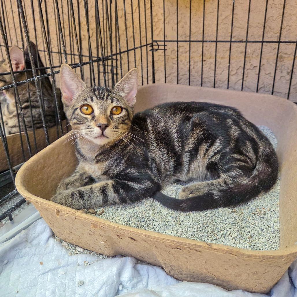Enlarge Tumble, a Adoptable Domestic Short Hair in San Diego, CA image 2/2