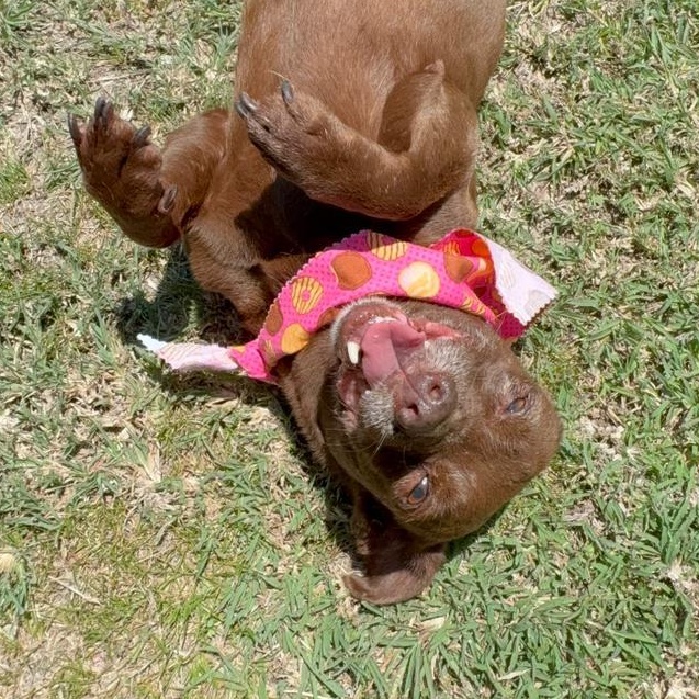 Canela