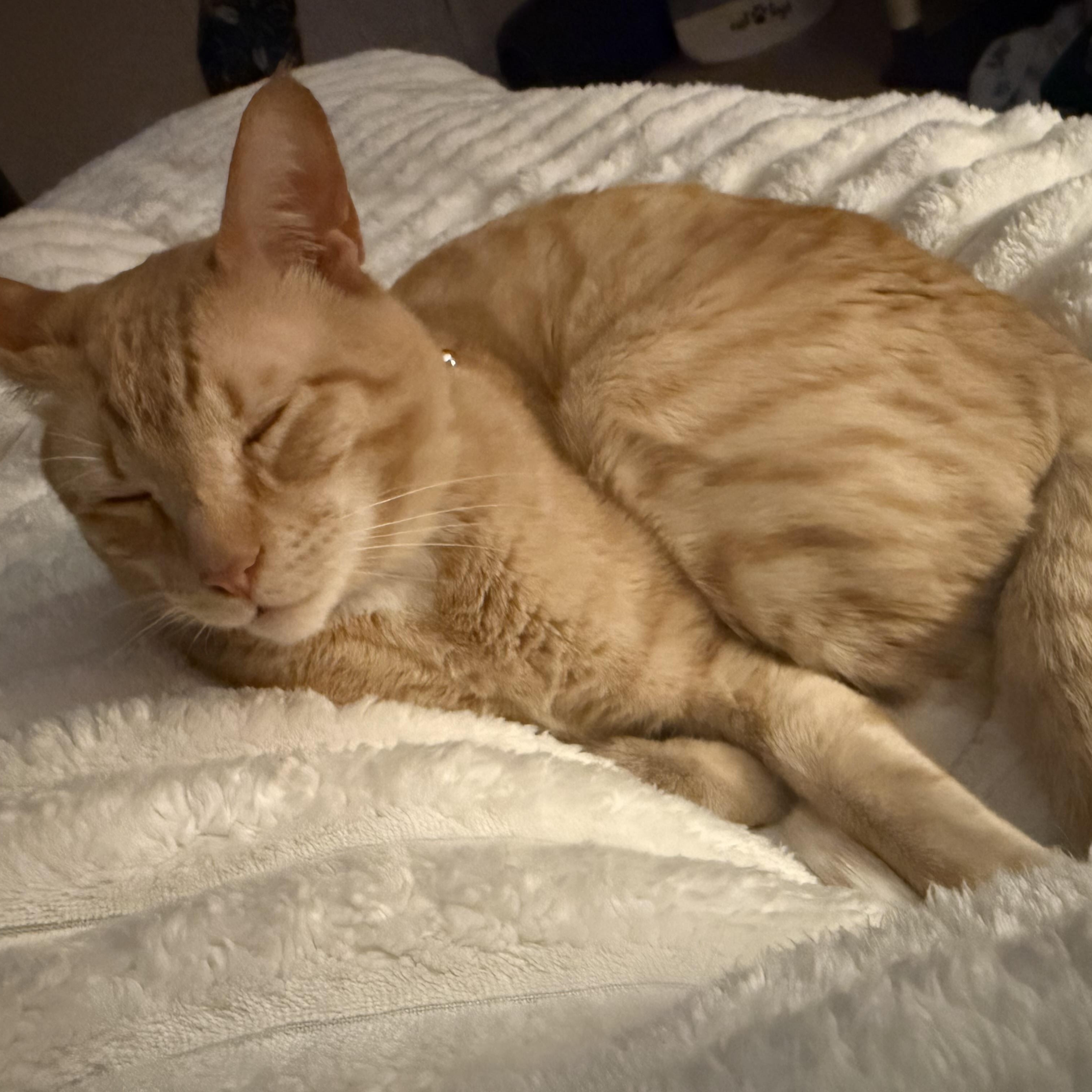 Leo, a ADOPTABLE Domestic Short Hair in Enfield, CT image 4/4