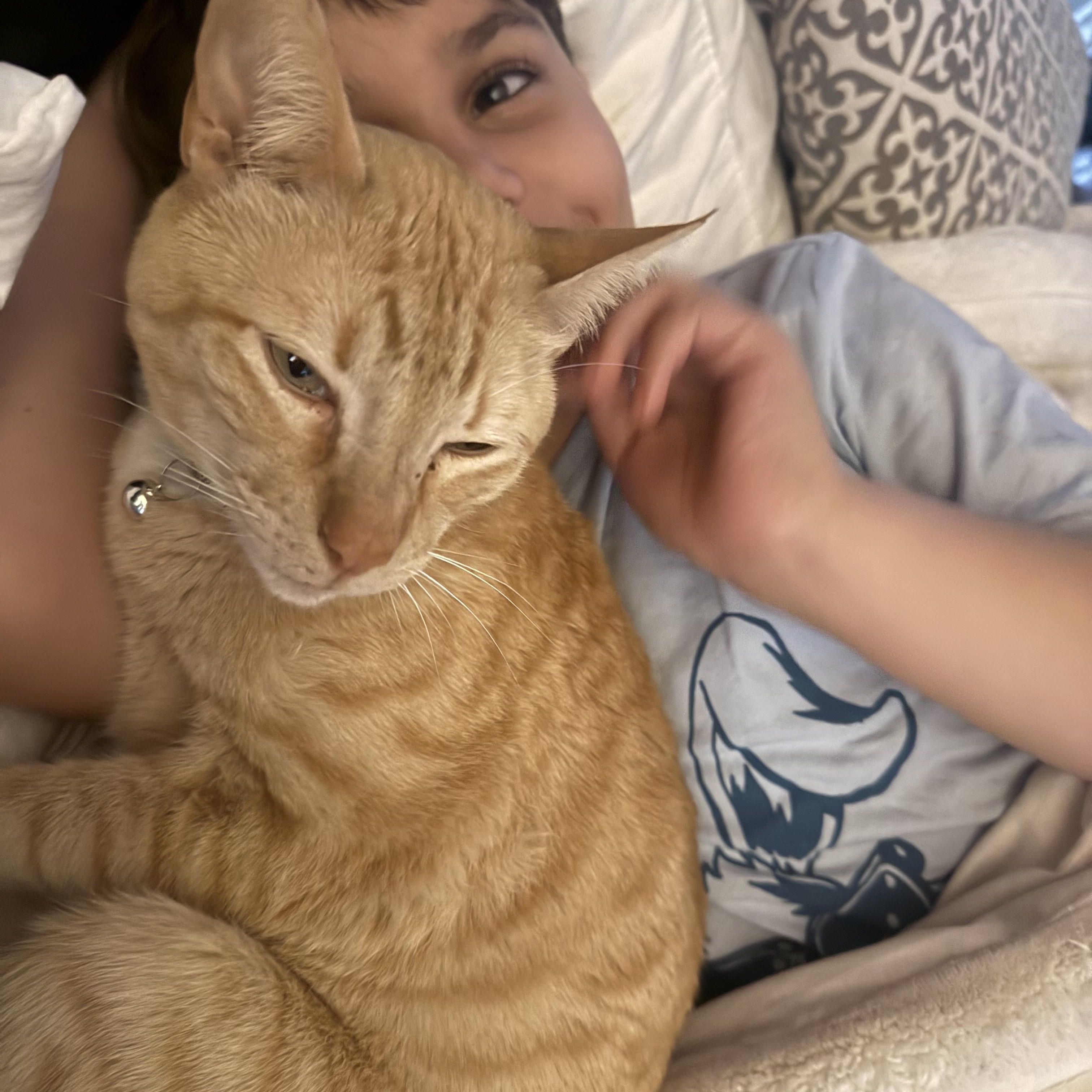 Leo, a ADOPTABLE Domestic Short Hair in Enfield, CT image 2/4