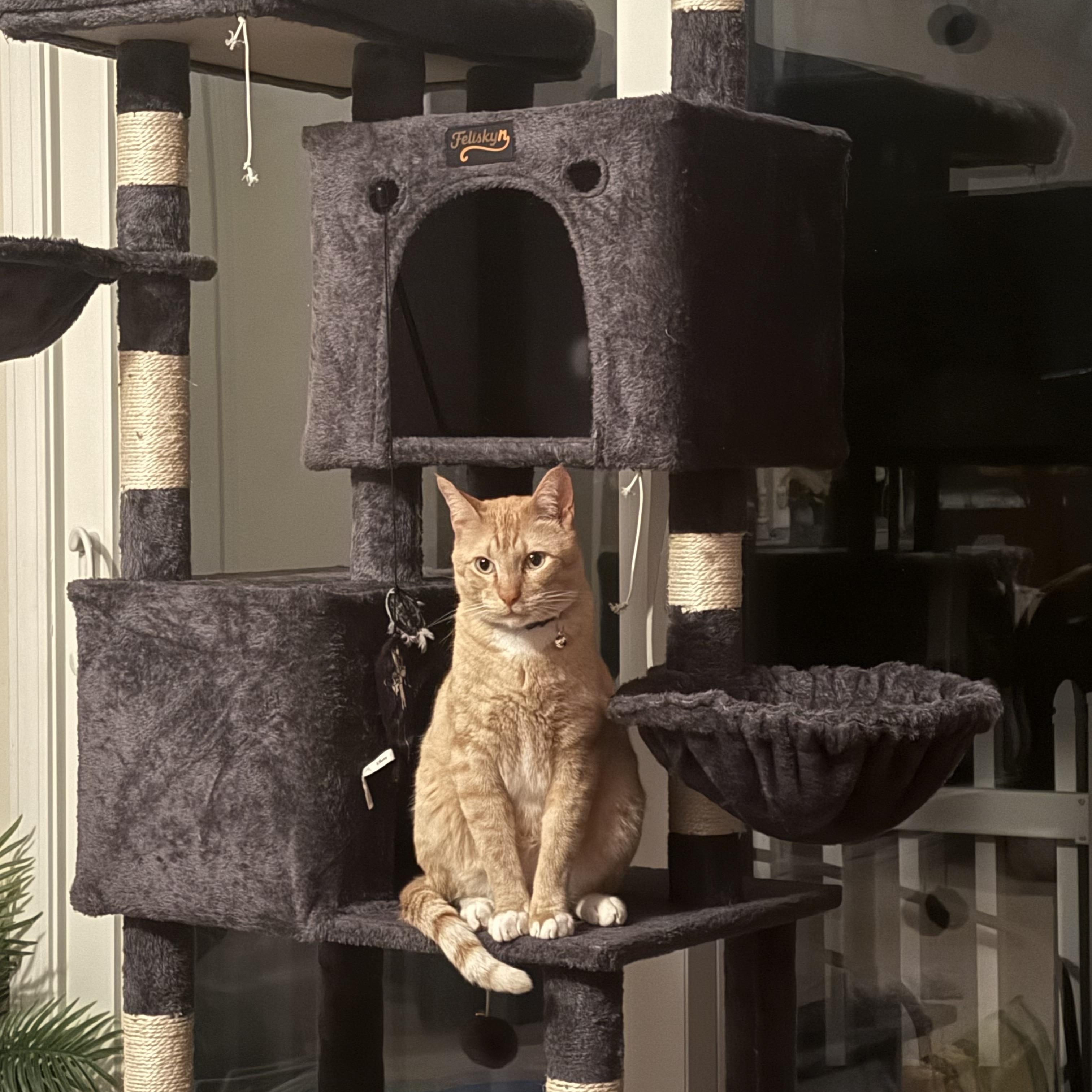 Leo, ADOPTABLE, Adult Male Domestic Short Hair.